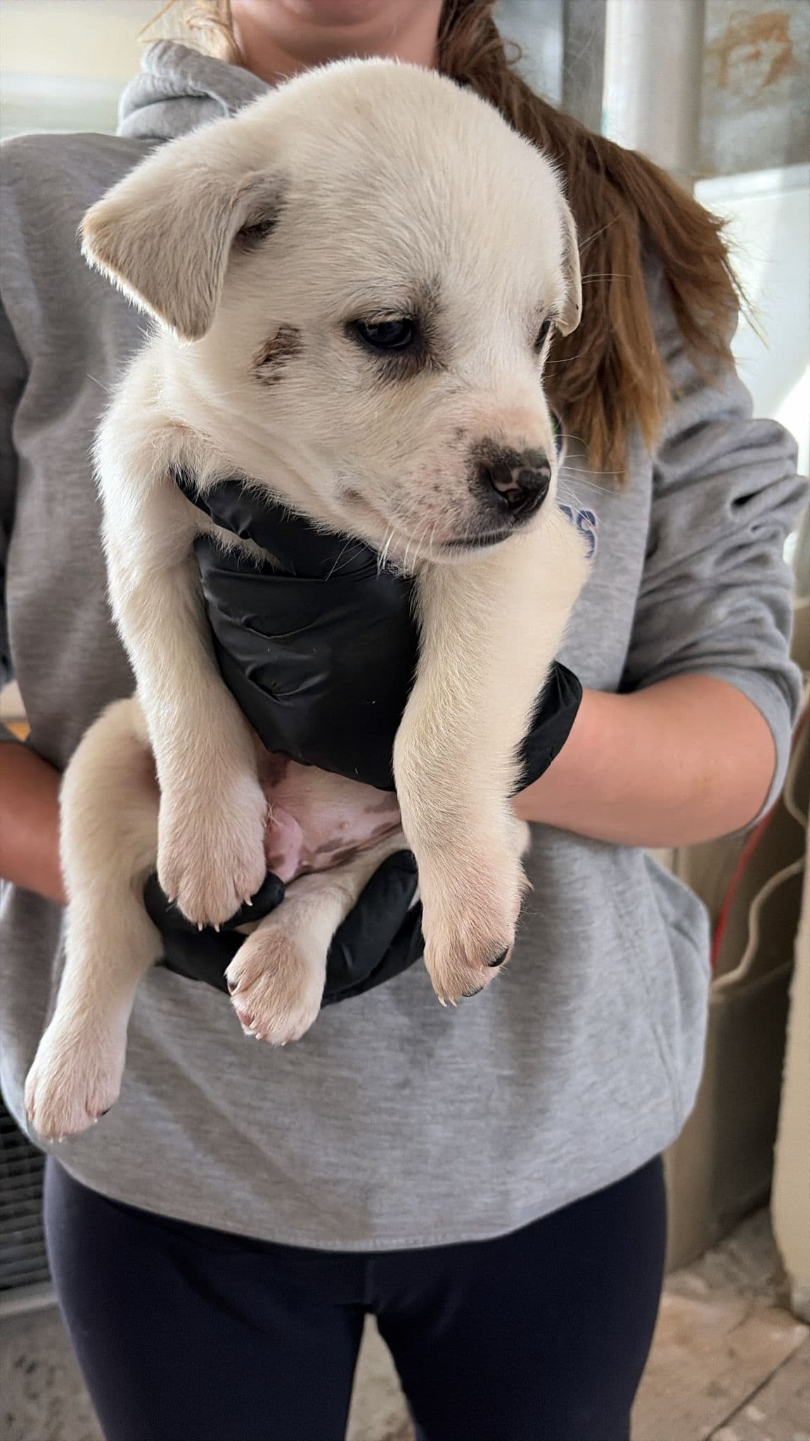 Shrimp - Great Pyrenees Mix available for adoption at BARCS Rescue in Calgary