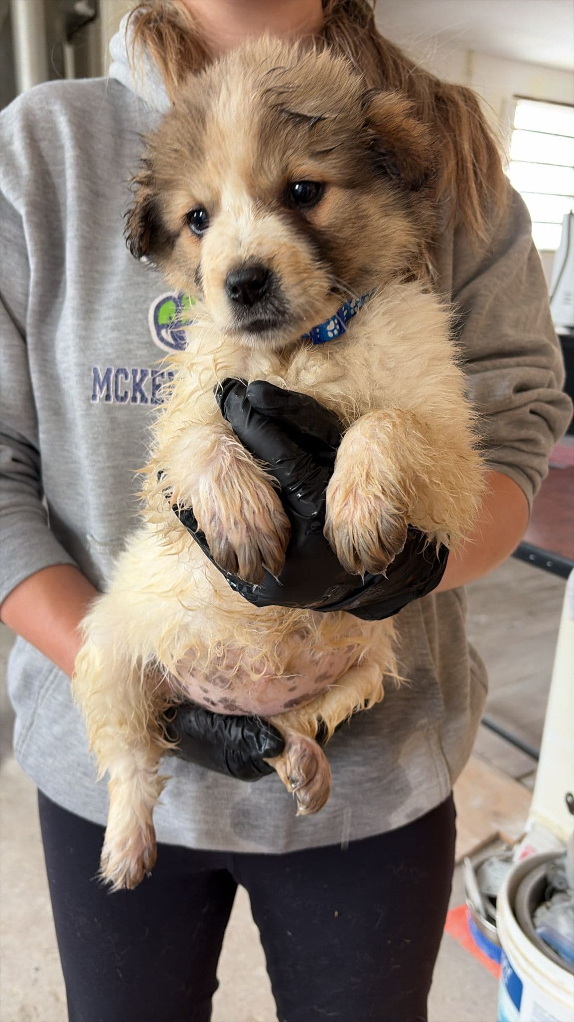 Mola Mola - Great Pyrenees Mix available for adoption at BARCS Rescue in Calgary
