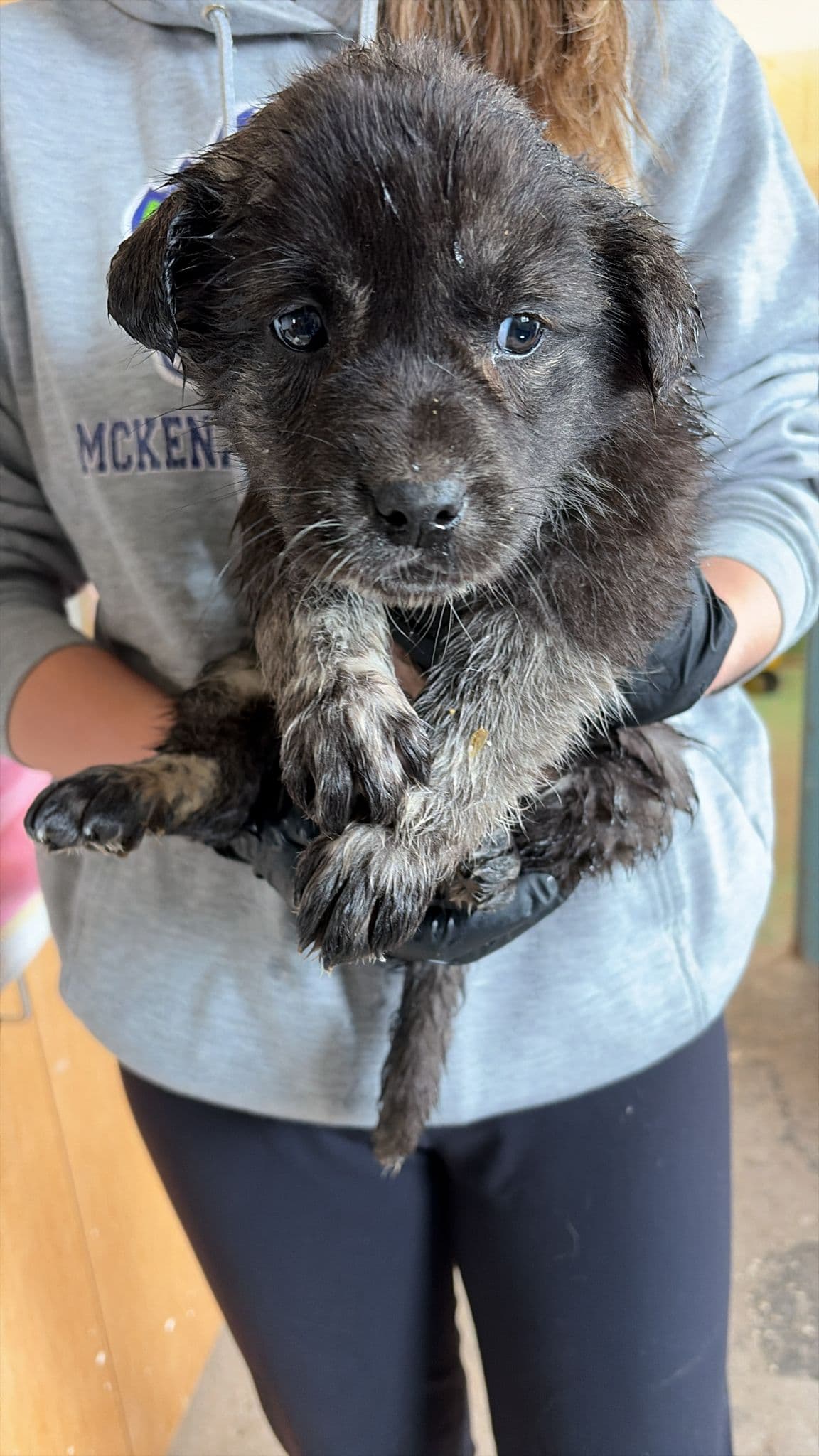 Sea Urchin - Great Pyrenees Mix available for adoption at BARCS Rescue in Calgary