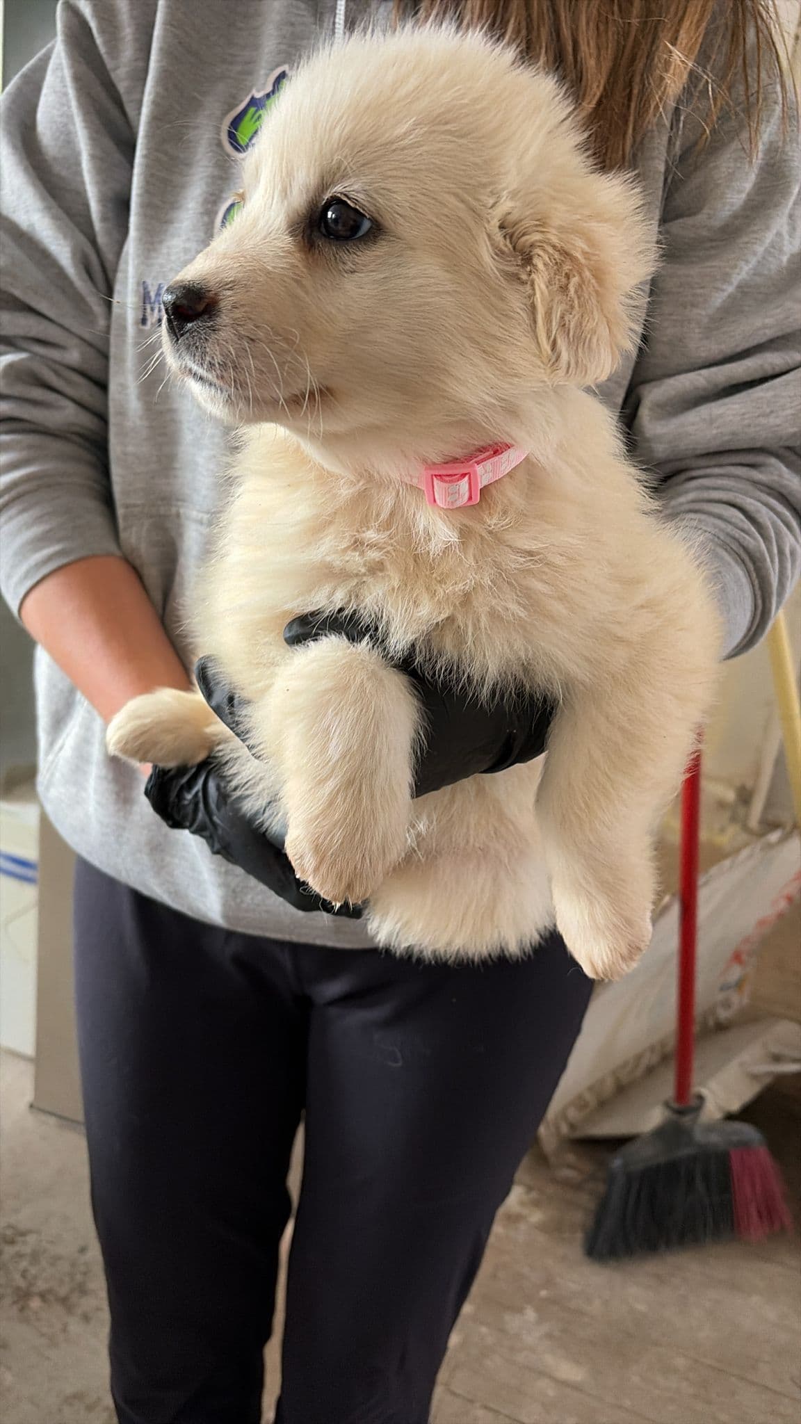 Bat Star - Great Pyrenees Mix available for adoption at BARCS Rescue in Calgary