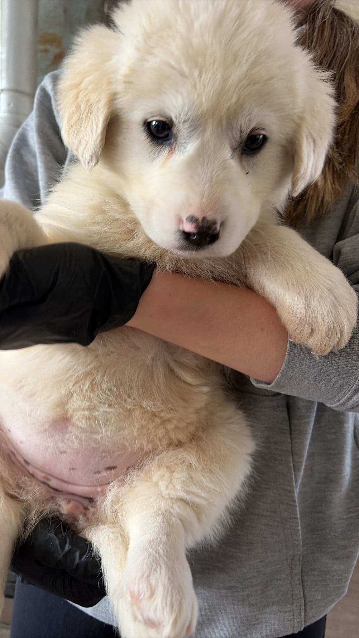 Dumbo Octo - Great Pyrenees Mix available for adoption at BARCS Rescue in Calgary