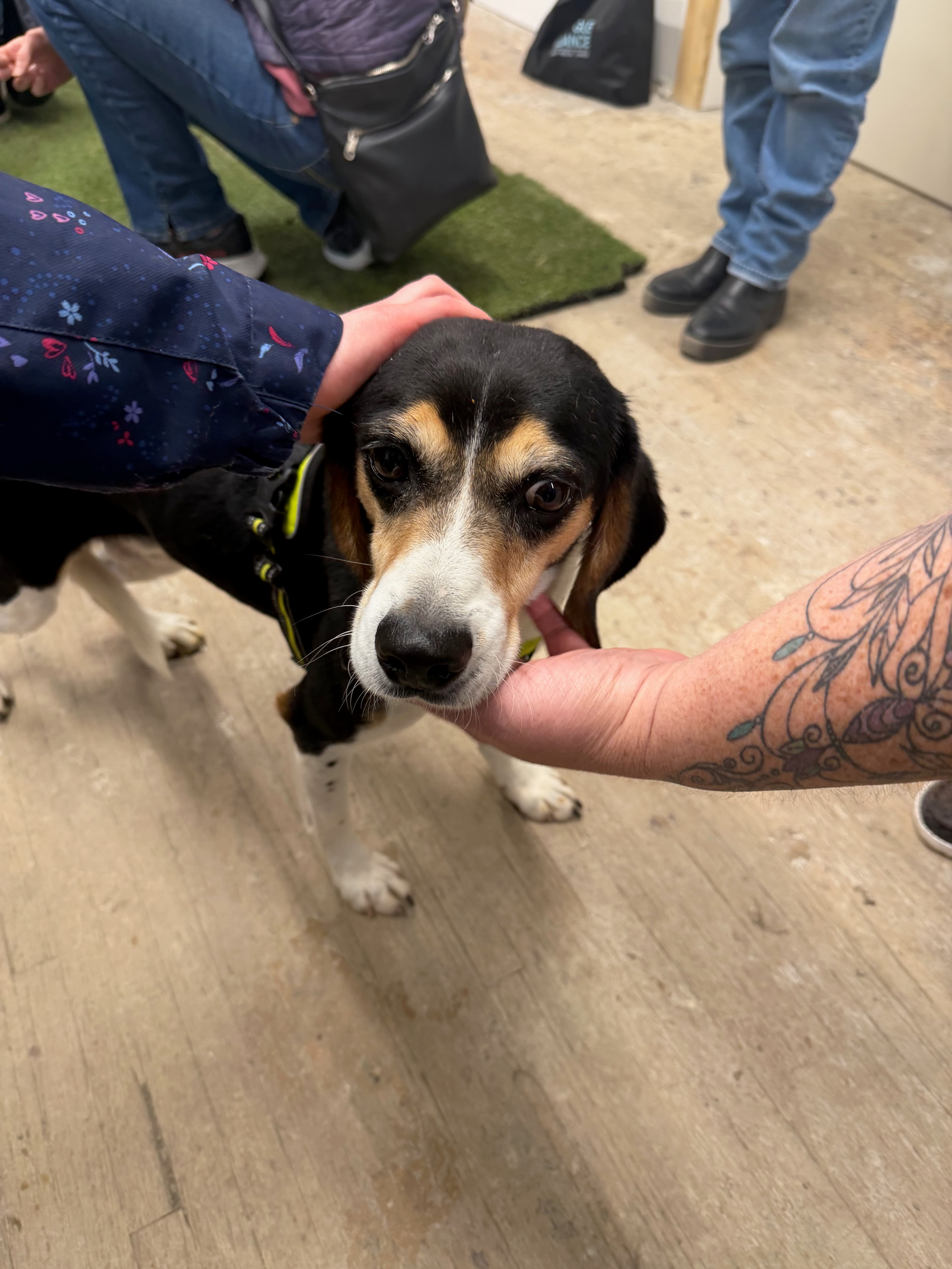 Bear - Beagle available for adoption at BARCS Rescue in Calgary