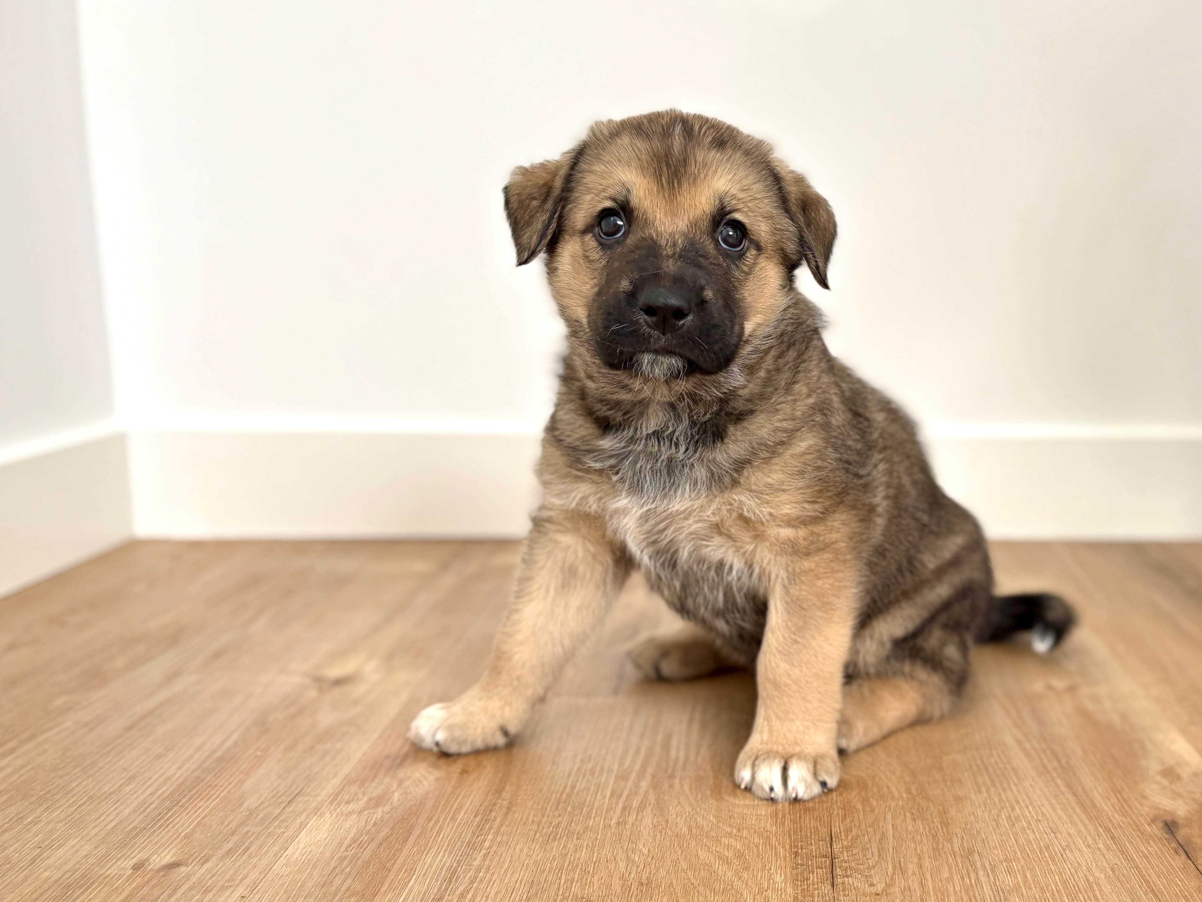 Chase - Retreiver/Shepherd Mix available for adoption at BARCS Rescue in Calgary