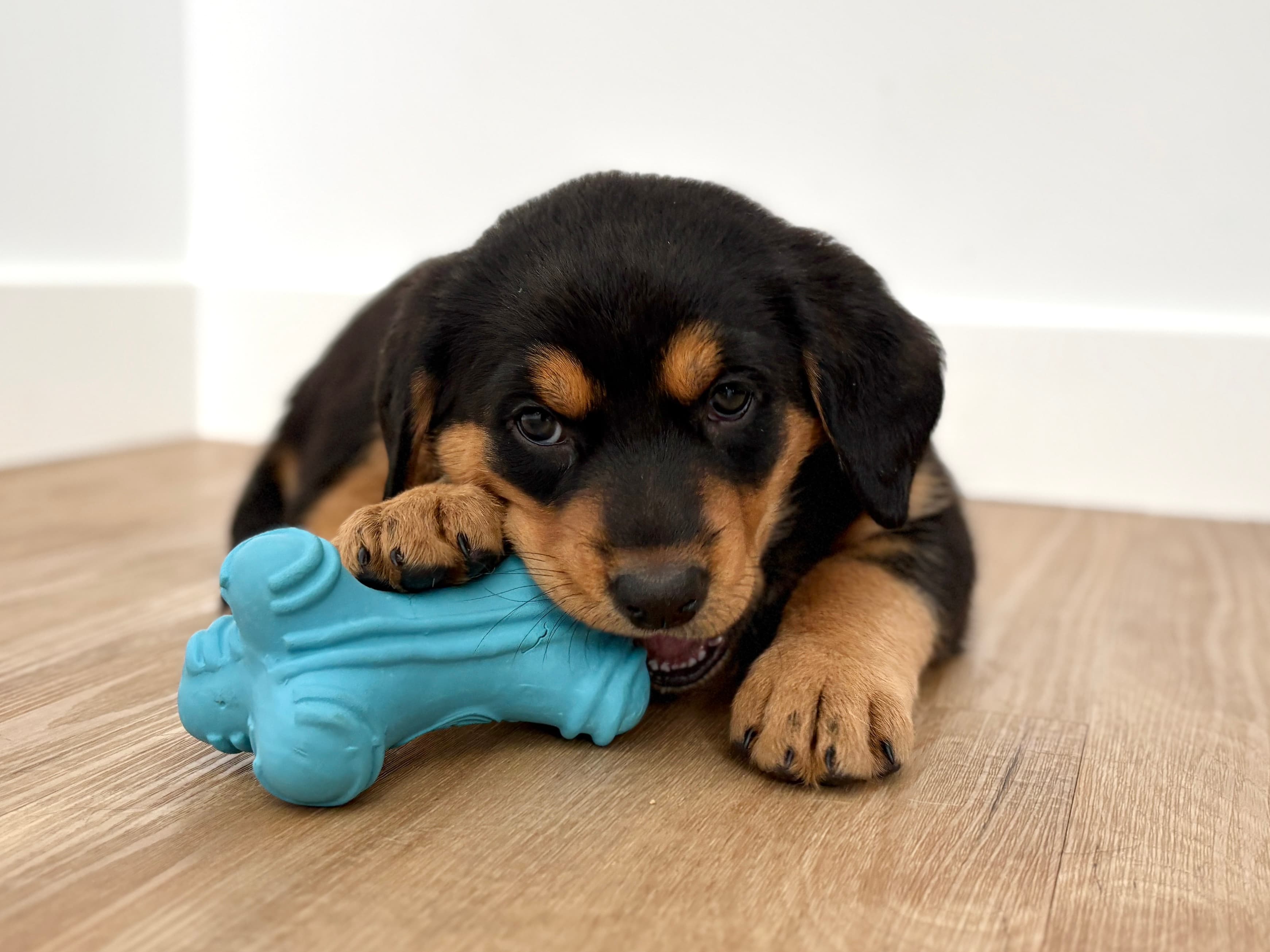 Everest - Retreiver/Shepherd Mix available for adoption at BARCS Rescue in Calgary
