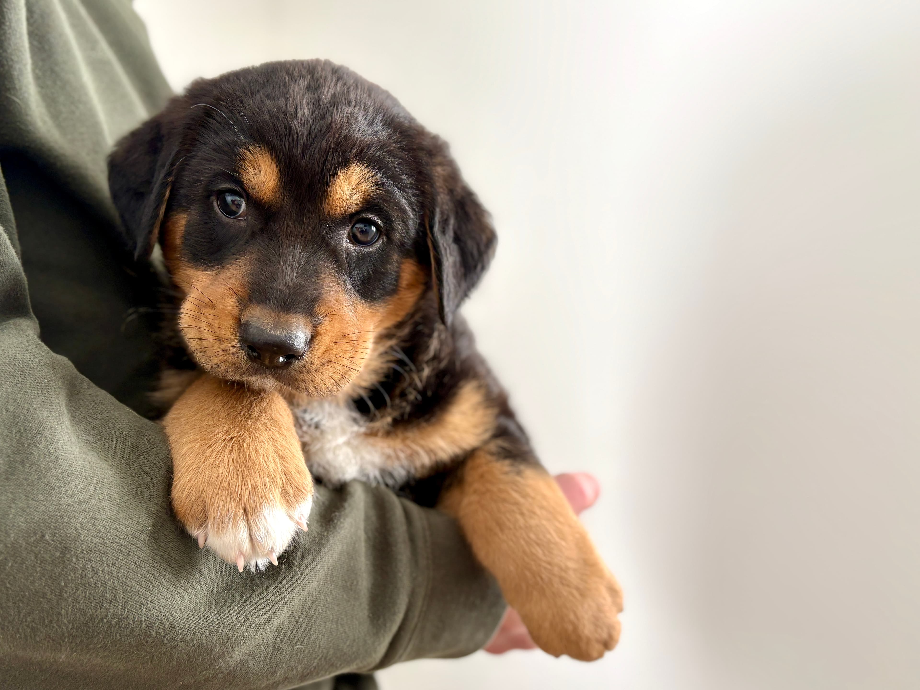 Marshall - Retreiver/Shepherd Mix available for adoption at BARCS Rescue in Calgary