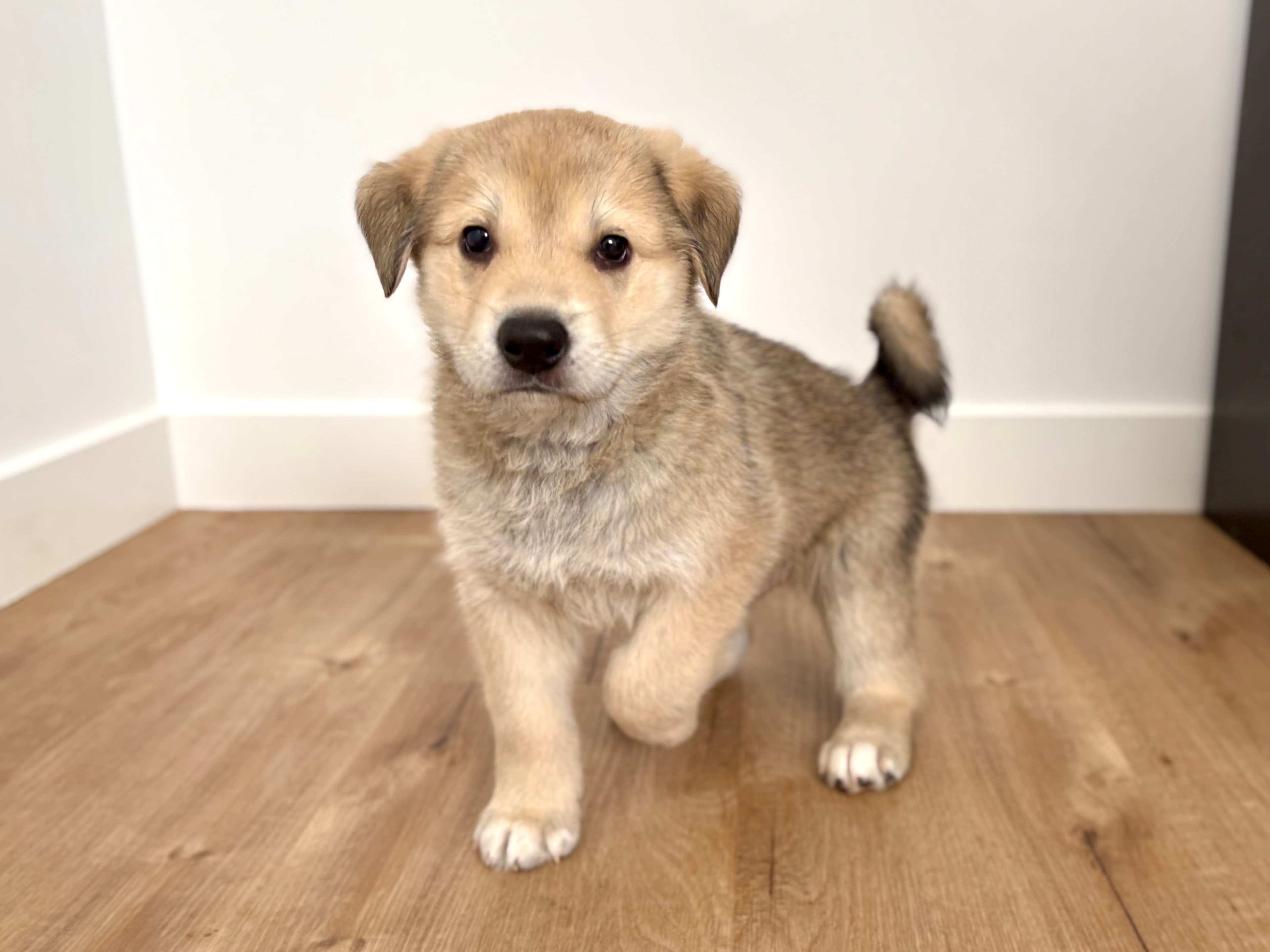 Rocky - Retreiver/Shepherd Mix available for adoption at BARCS Rescue in Calgary