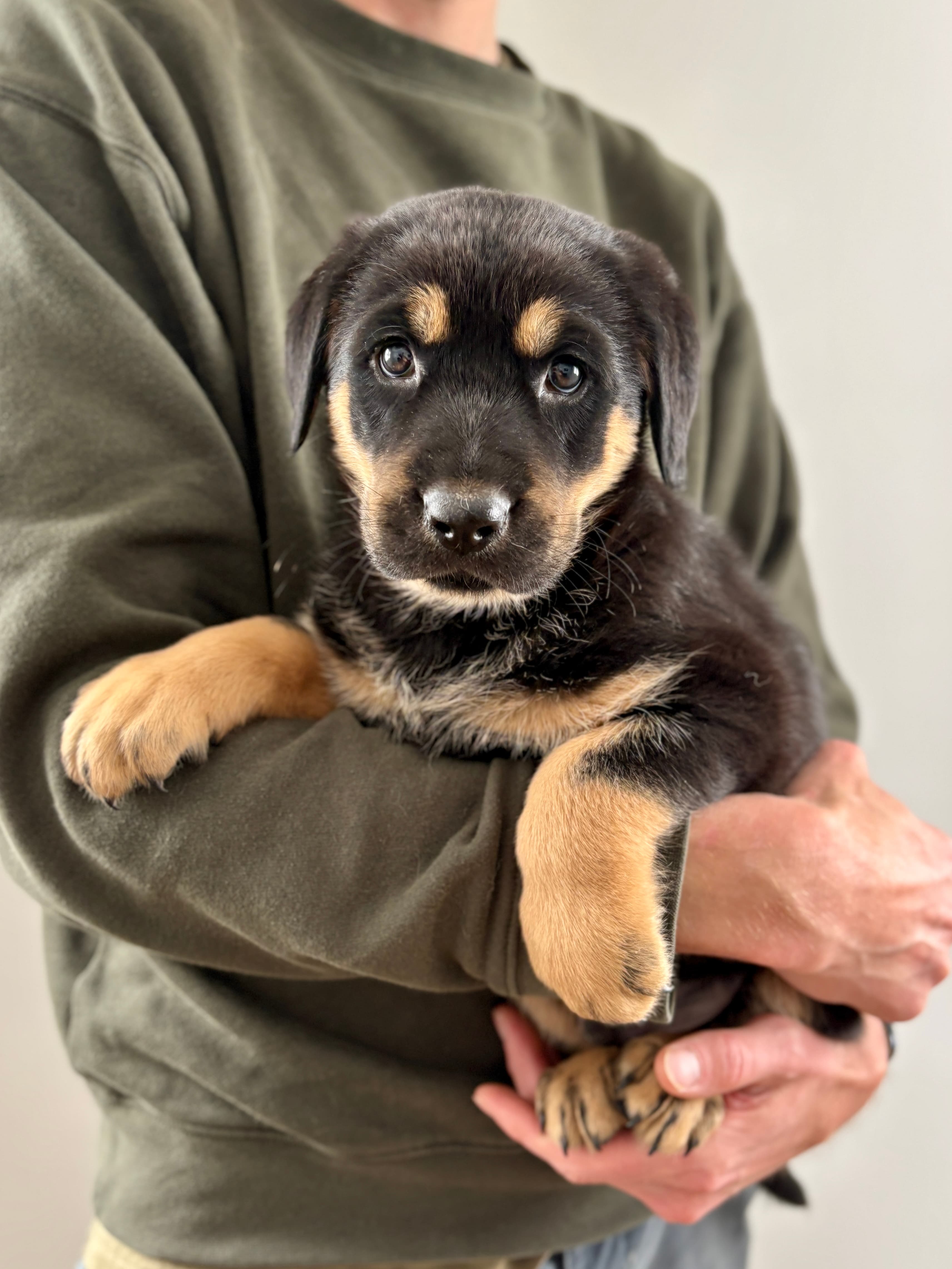 Rubble - Retreiver/Shepherd Mix available for adoption at BARCS Rescue in Calgary