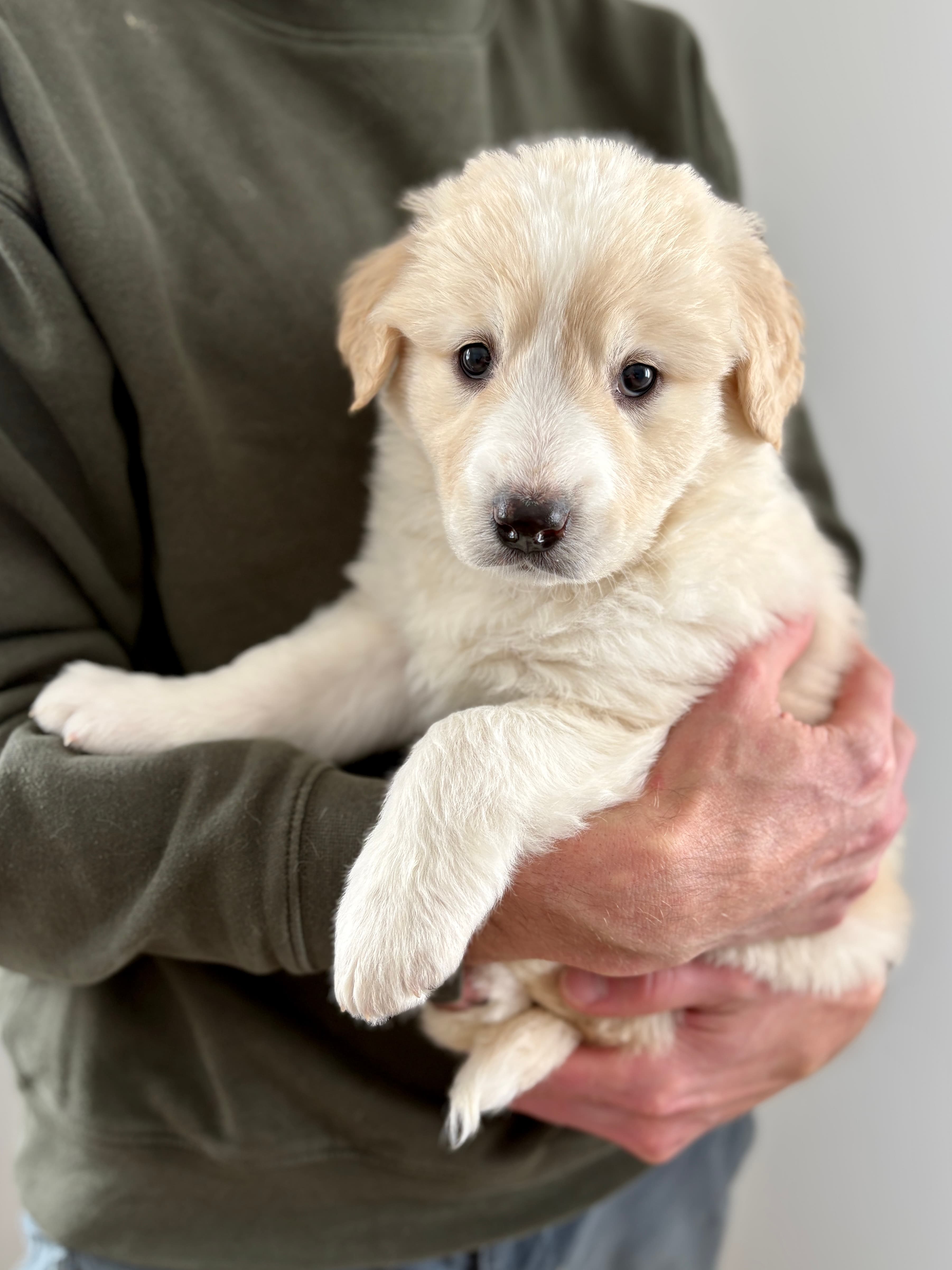 Sky - Retreiver/Shepherd Mix available for adoption at BARCS Rescue in Calgary
