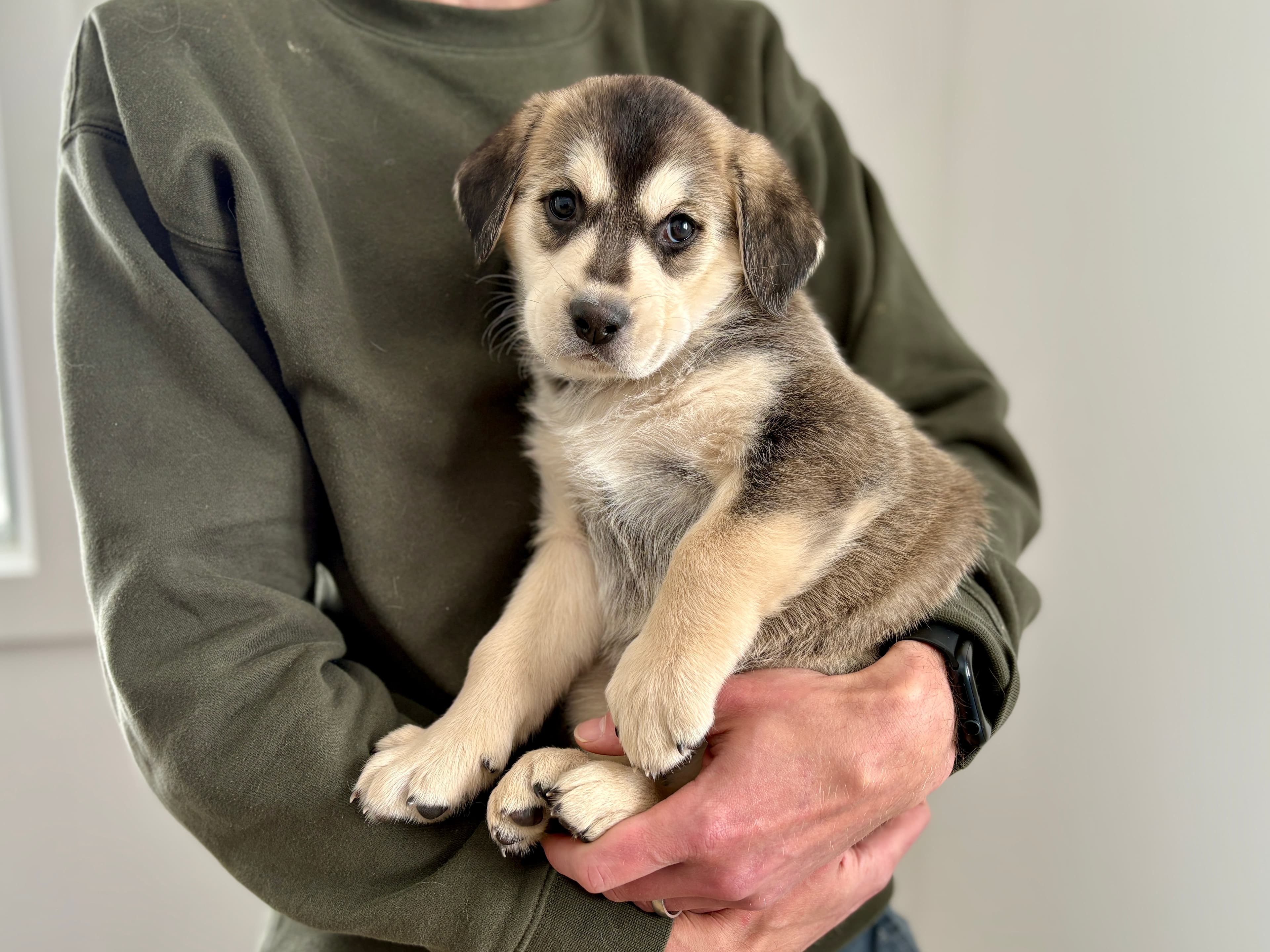 Tracker - Retreiver/Shepherd Mix available for adoption at BARCS Rescue in Calgary