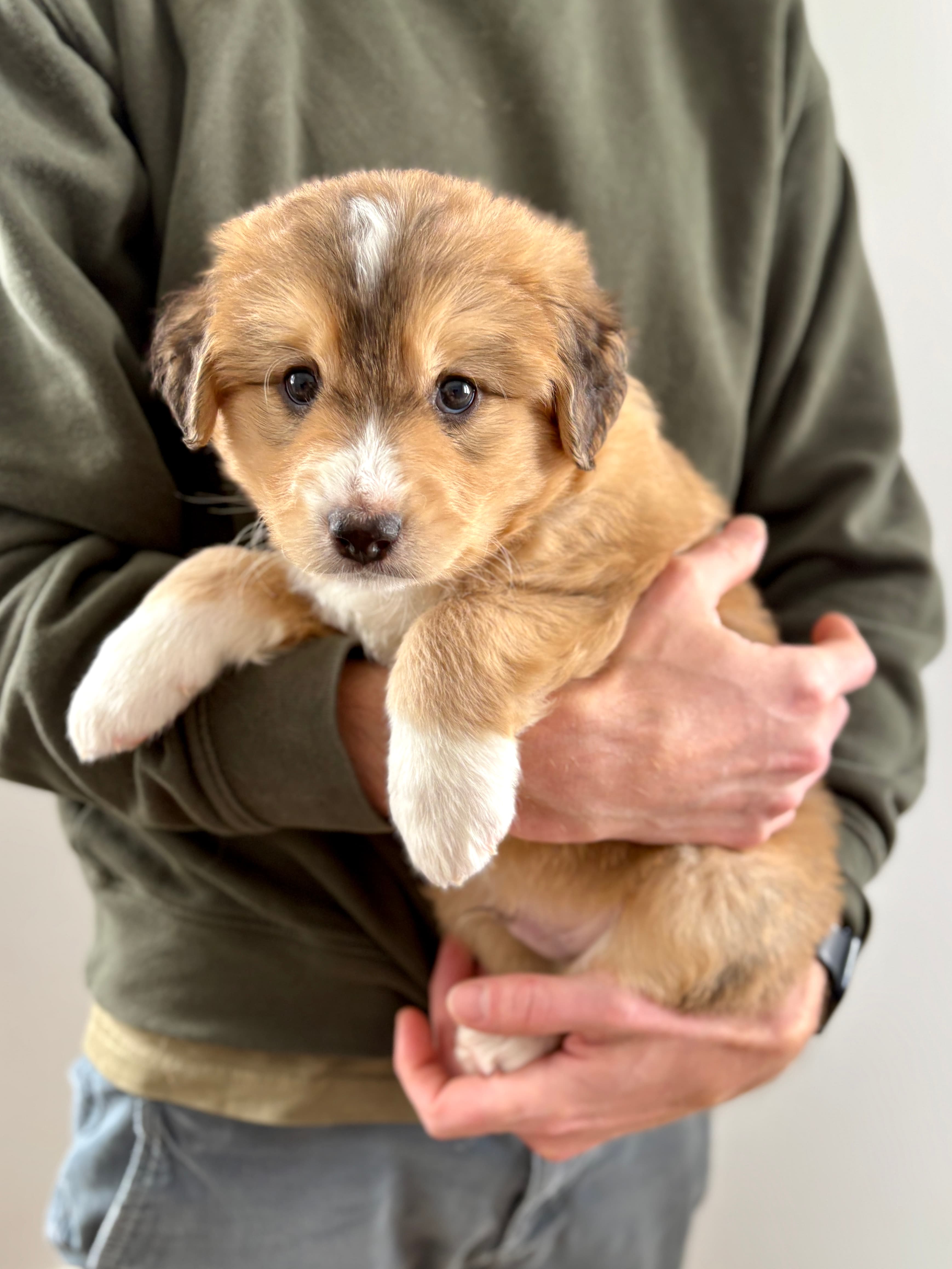 Zuma - Retreiver/Shepherd Mix available for adoption at BARCS Rescue in Calgary