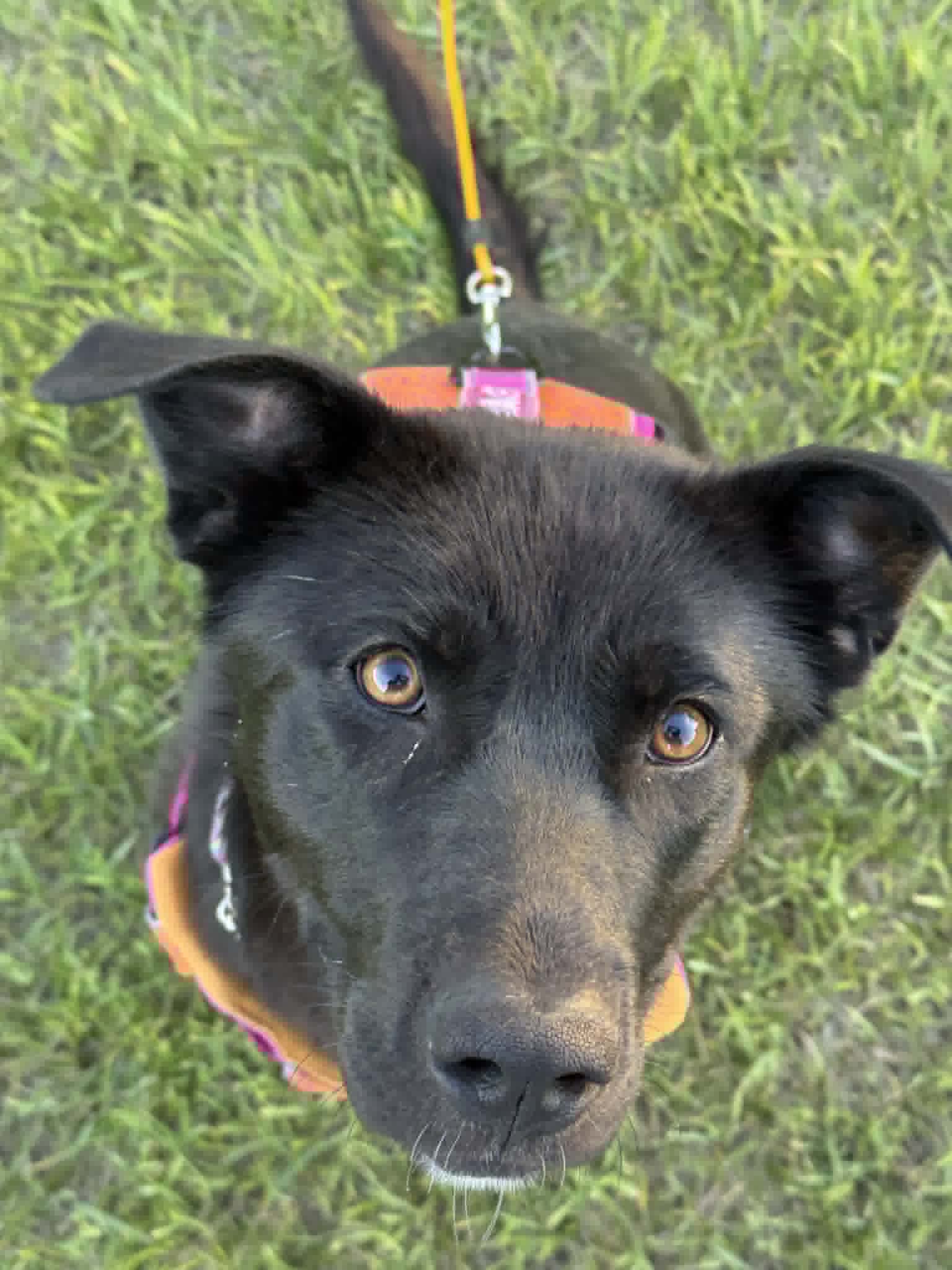 Paloma - Lab Mix available for adoption at BARCS Rescue in Calgary