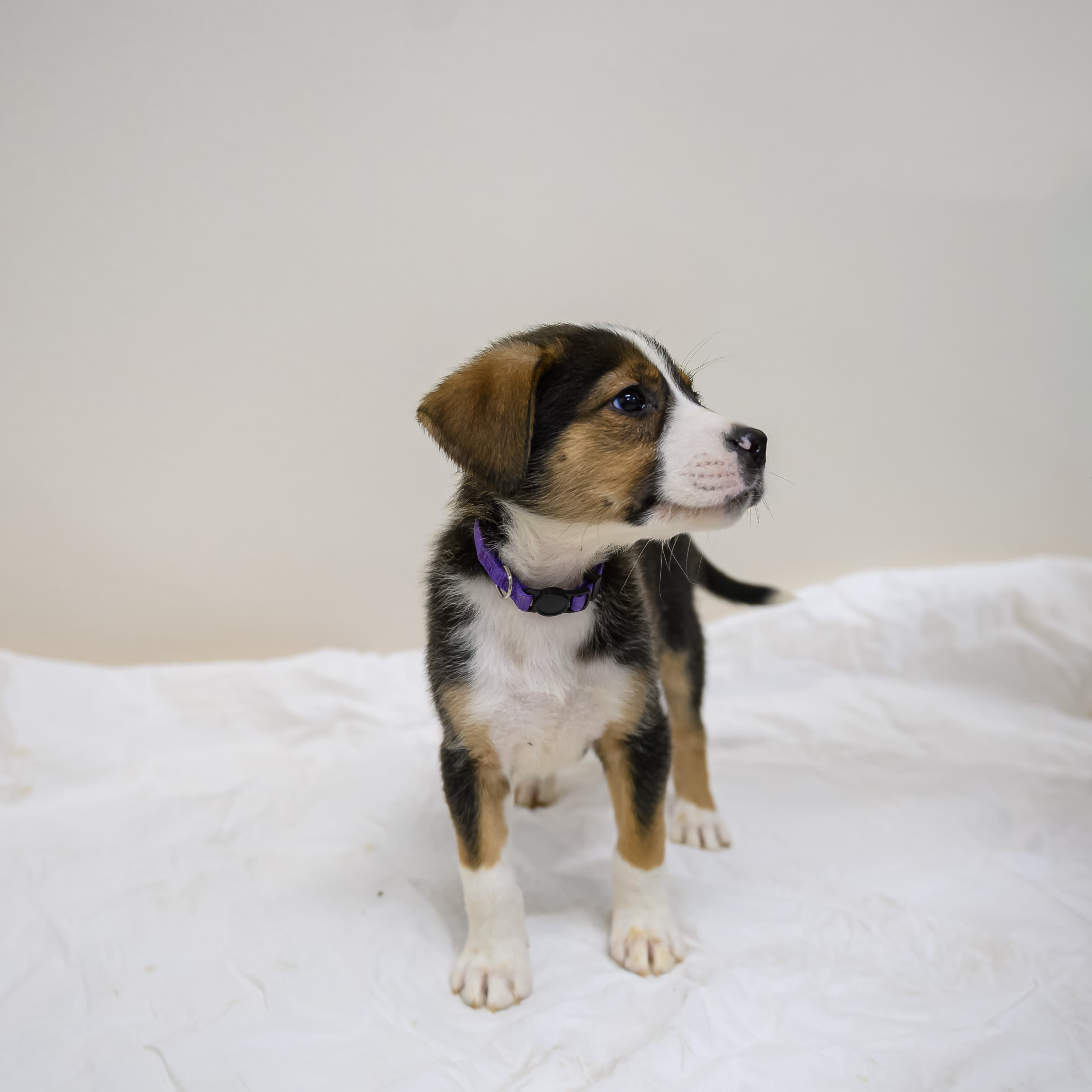 S&P - Shepherd/Bully Mix available for adoption in Alberta
