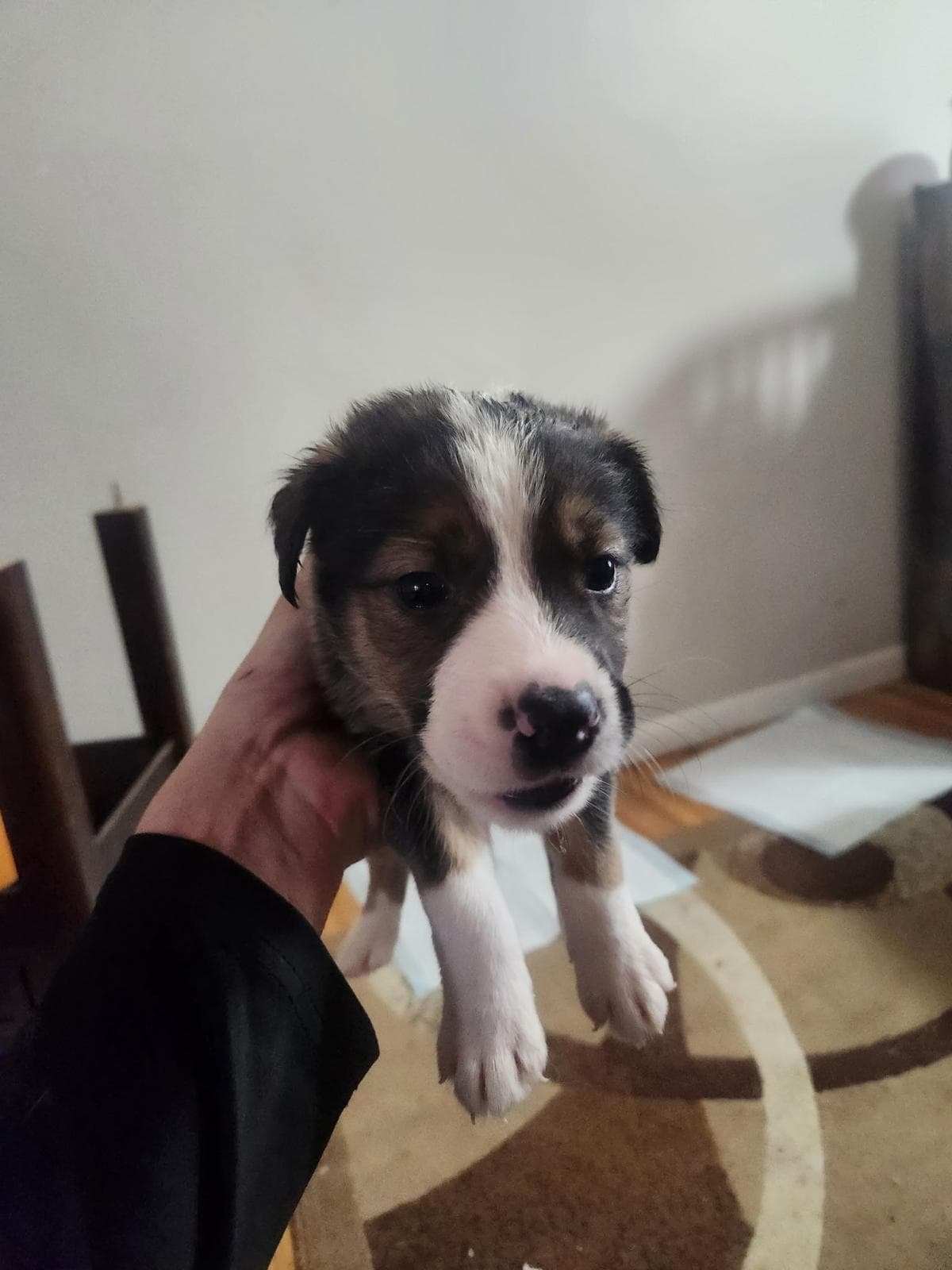 S&P - Shepherd/Bully Mix available for adoption at BARCS Rescue in Calgary