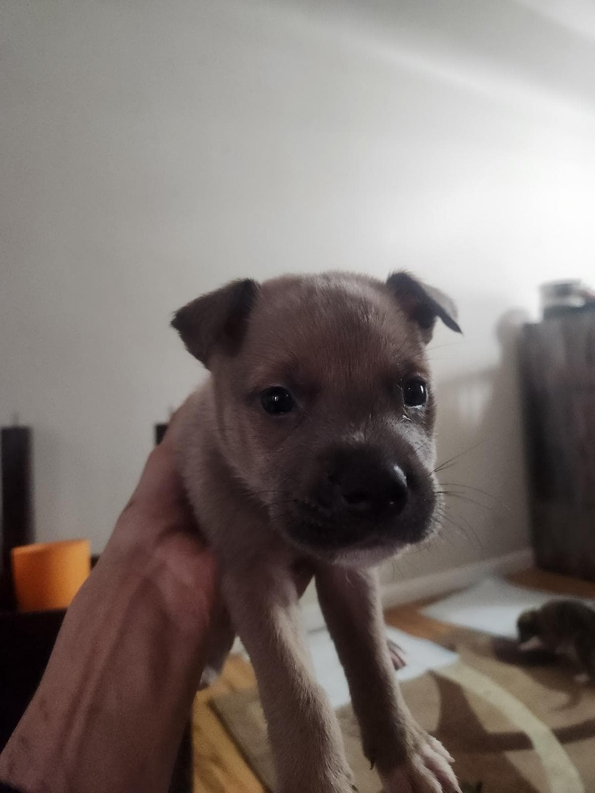 Coca-Cola - Shepherd/Bully Mix available for adoption at BARCS Rescue in Calgary