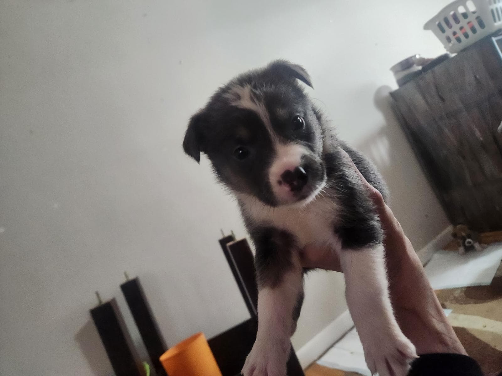 DC - Shepherd/Bully Mix available for adoption at BARCS Rescue in Calgary