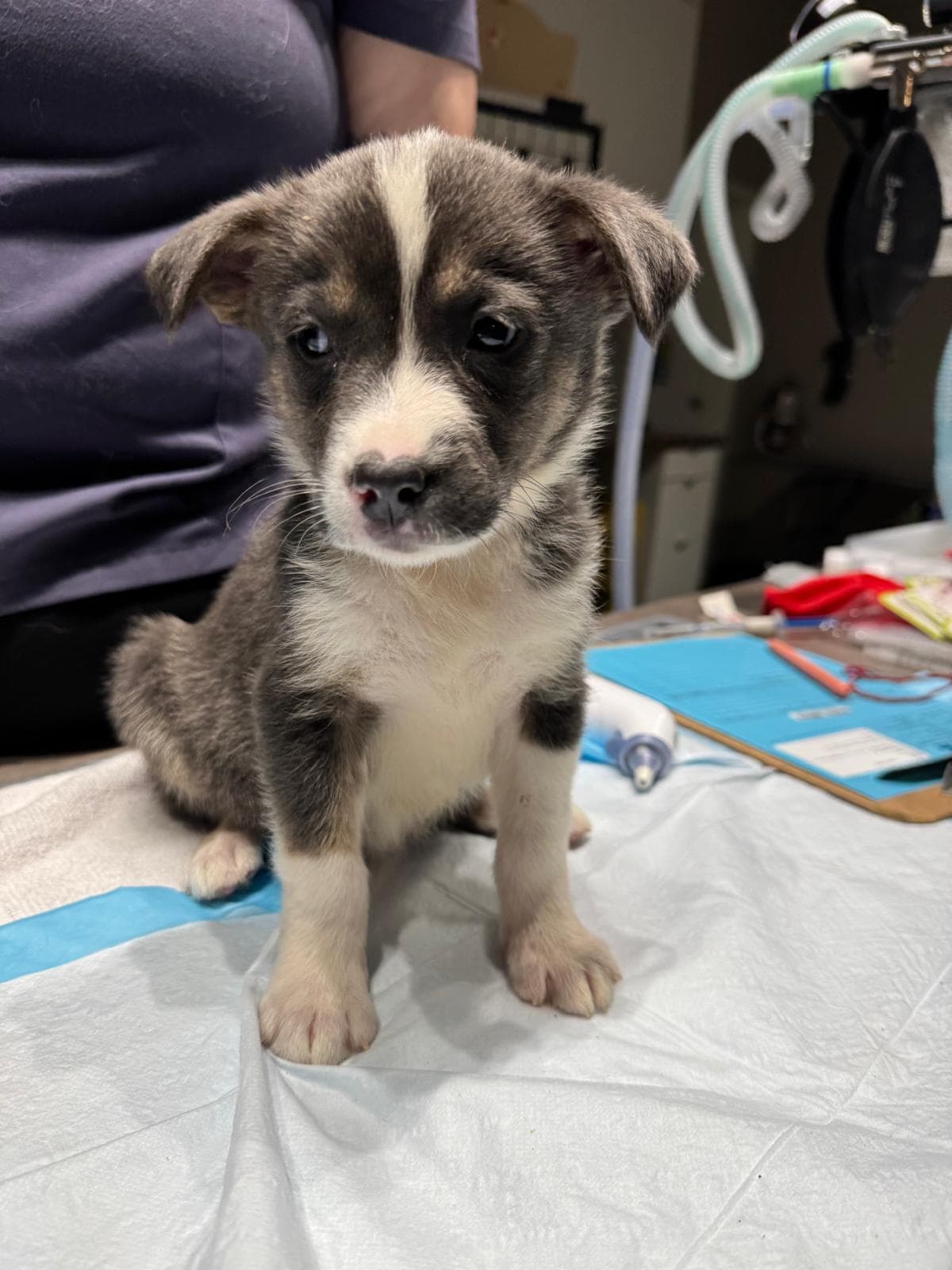 DC - Shepherd/Bully Mix available for adoption in Calgary