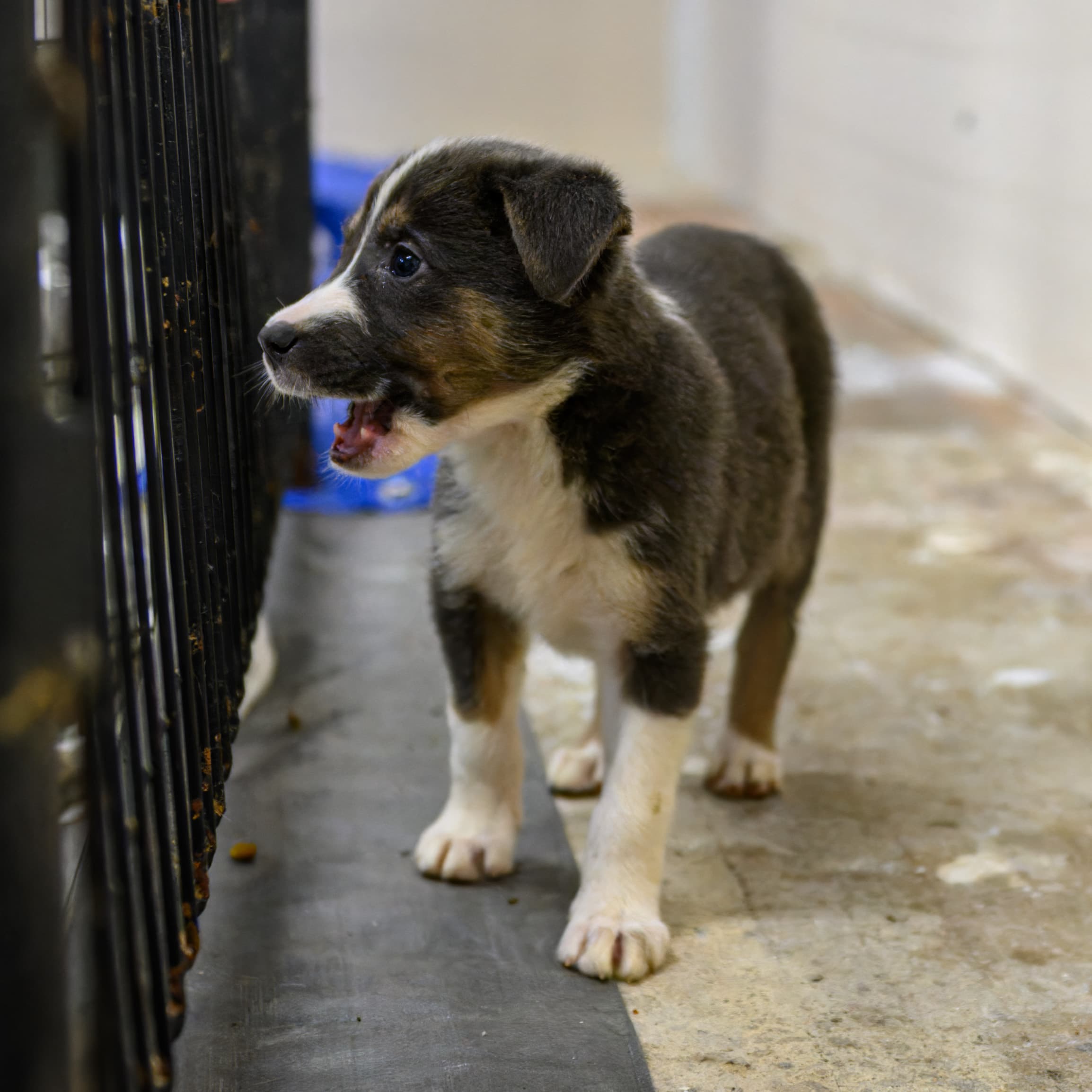 DC - Shepherd/Bully Mix available for adoption in Alberta