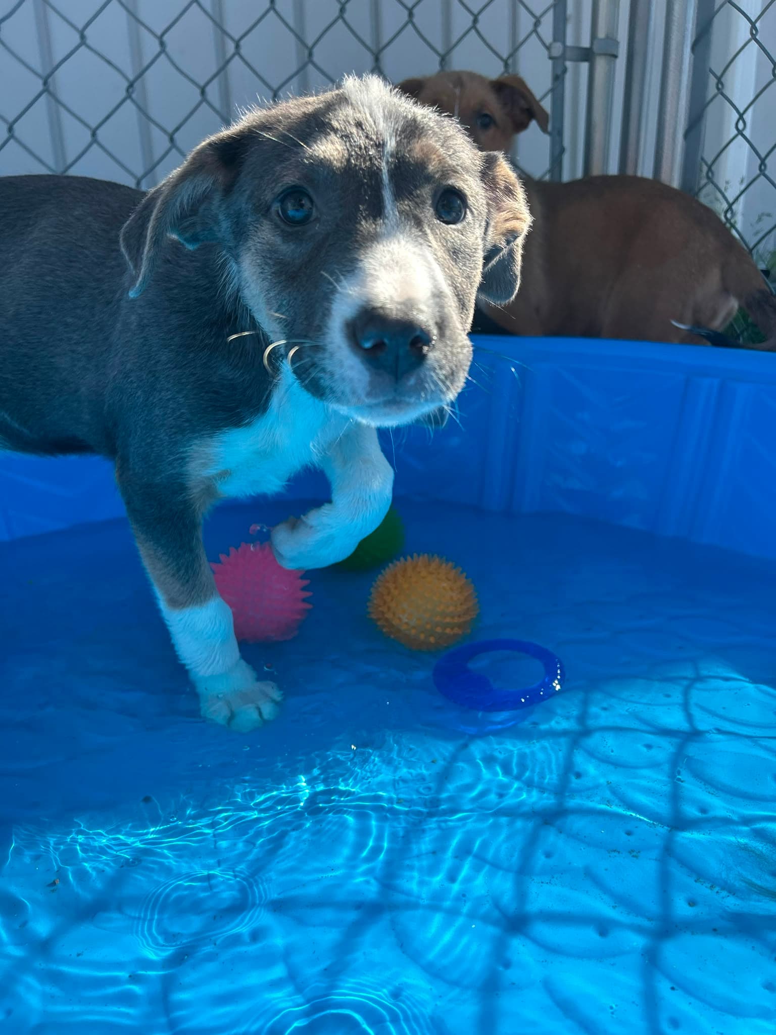 DC - Shepherd/Bully Mix available for adoption at BARCS Rescue in Calgary