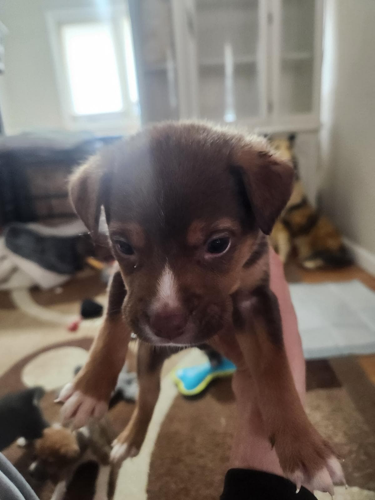 Mocha - Shepherd/Bully Mix available for adoption at BARCS Rescue in Calgary