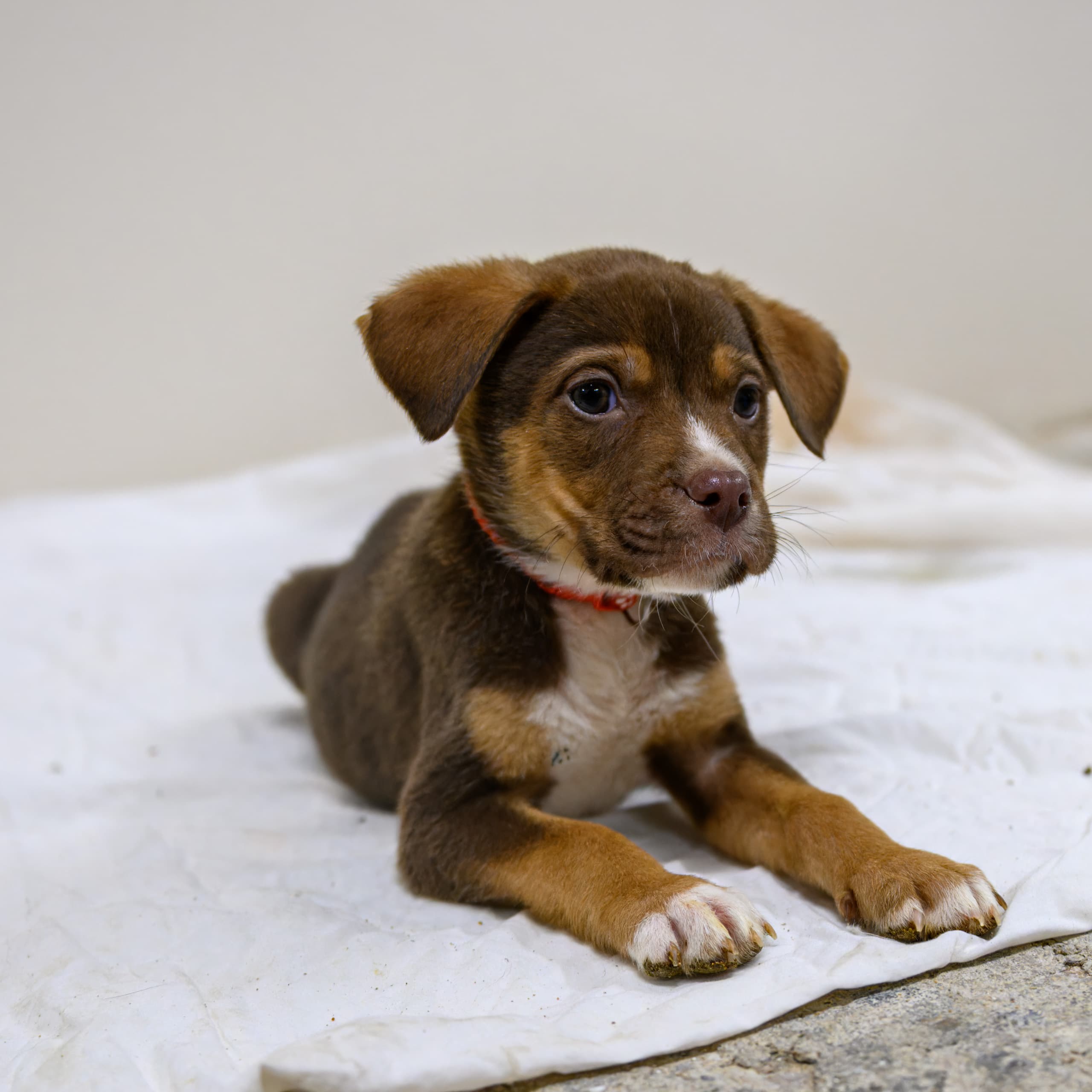 Mocha - Shepherd/Bully Mix available for adoption in Alberta
