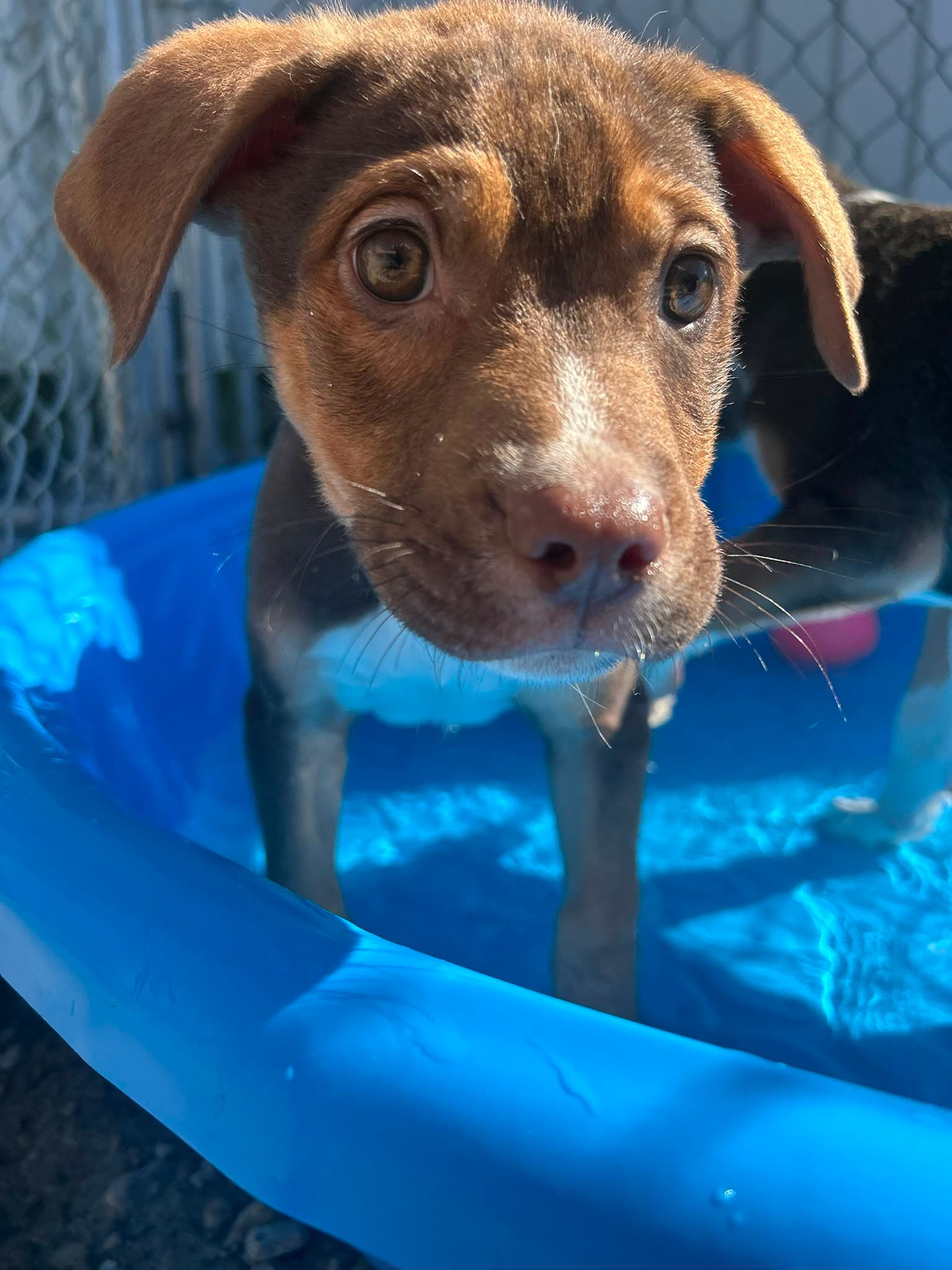 Mocha - Shepherd/Bully Mix available for adoption