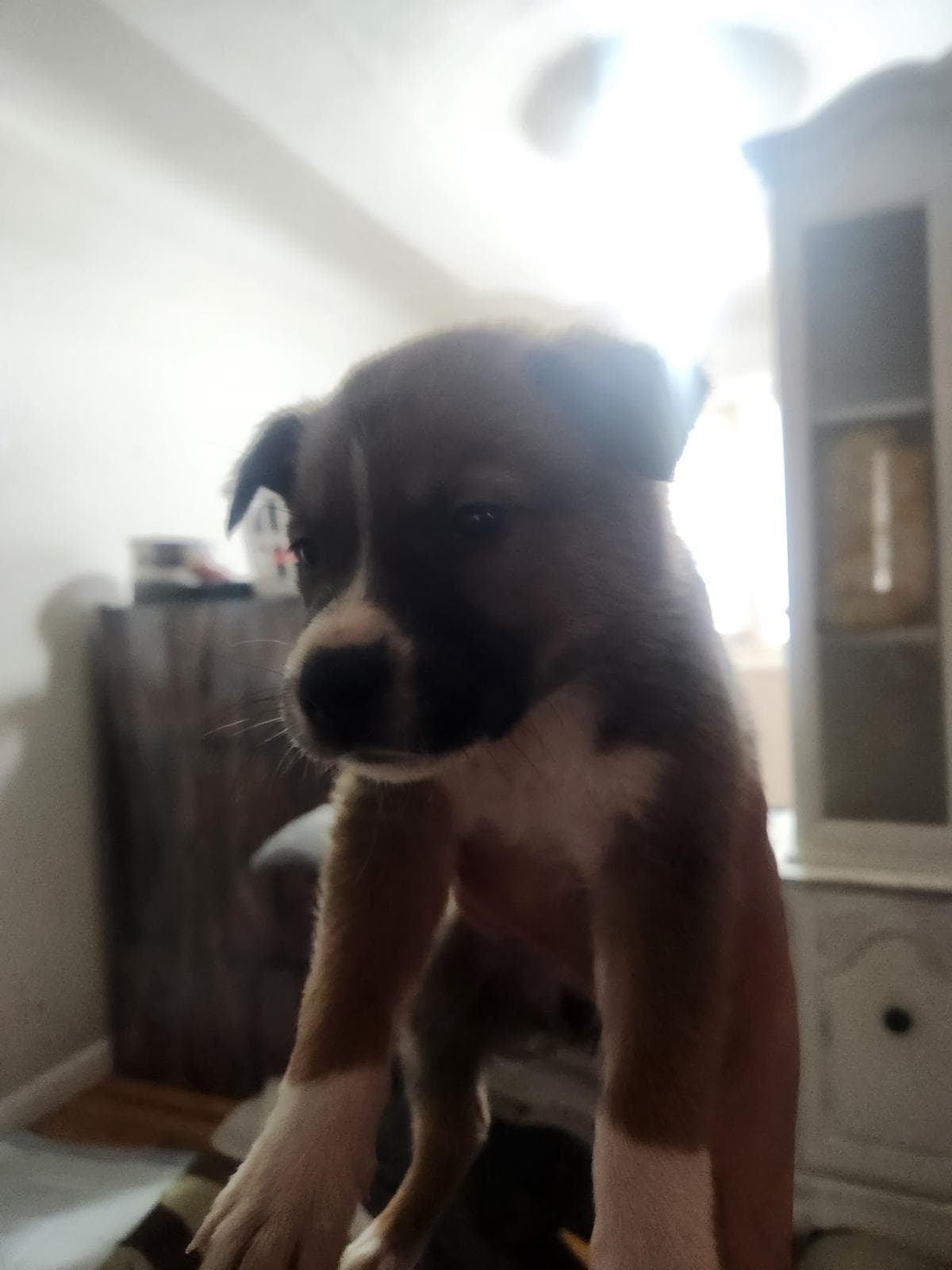 Big Mamba - Shepherd/Bully Mix available for adoption at BARCS Rescue in Calgary