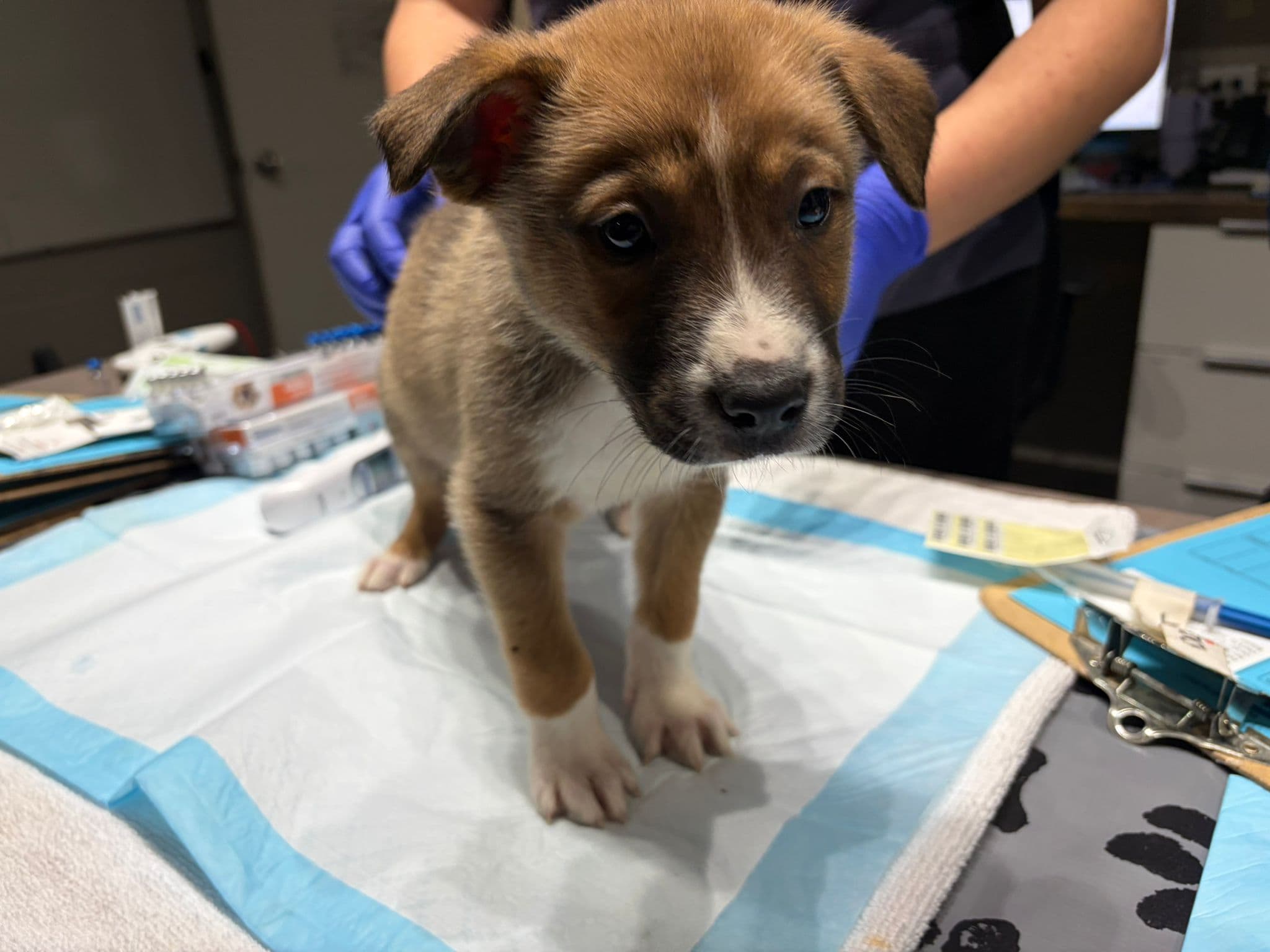 Big Mamba - Shepherd/Bully Mix available for adoption in Calgary