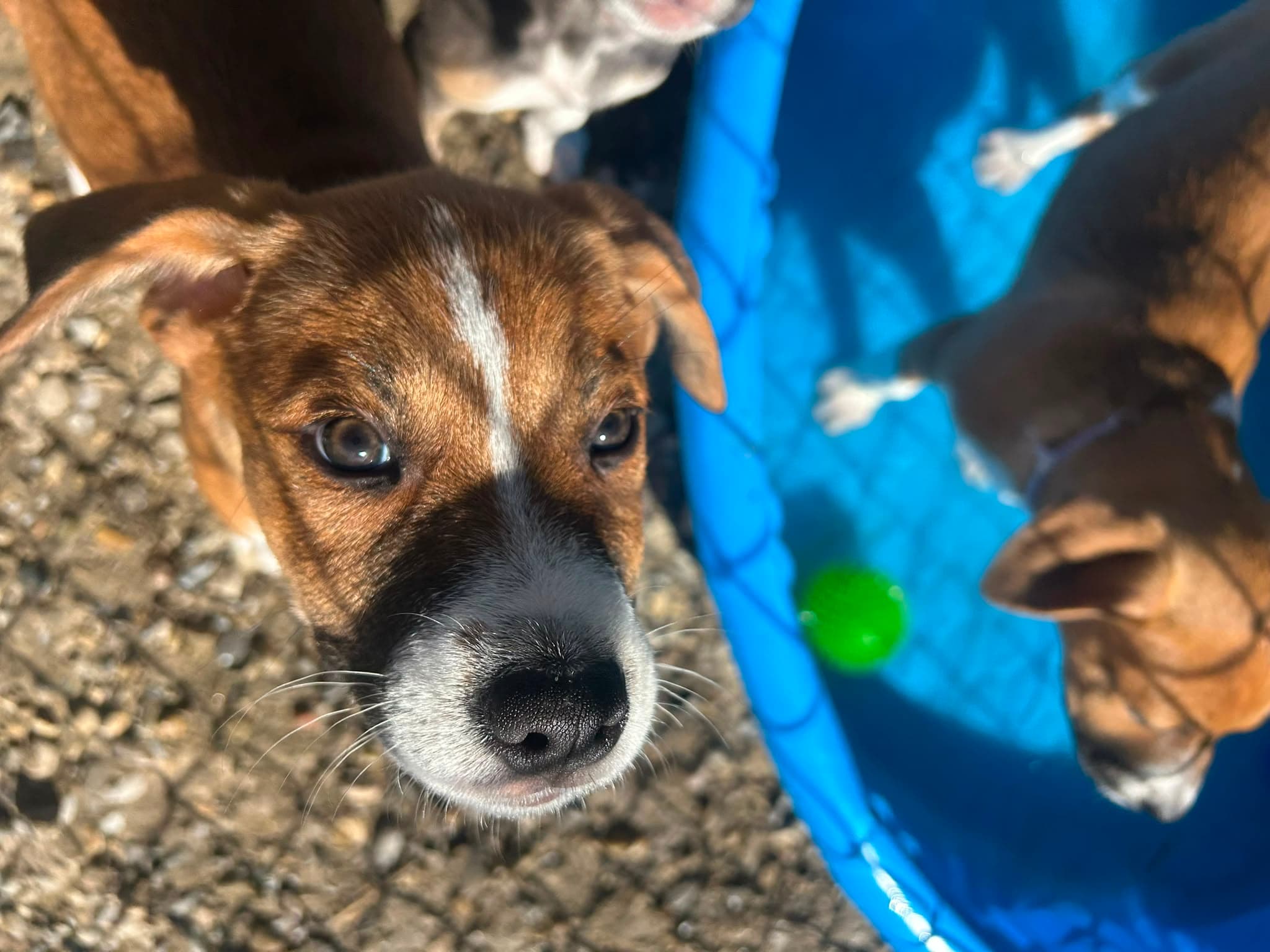 Big Mamba - Shepherd/Bully Mix available for adoption at BARCS Rescue in Calgary
