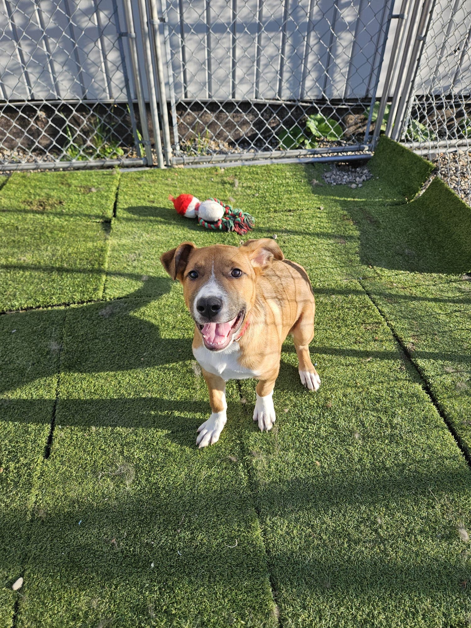 Big Mamba - Shepherd/Bully Mix available for adoption