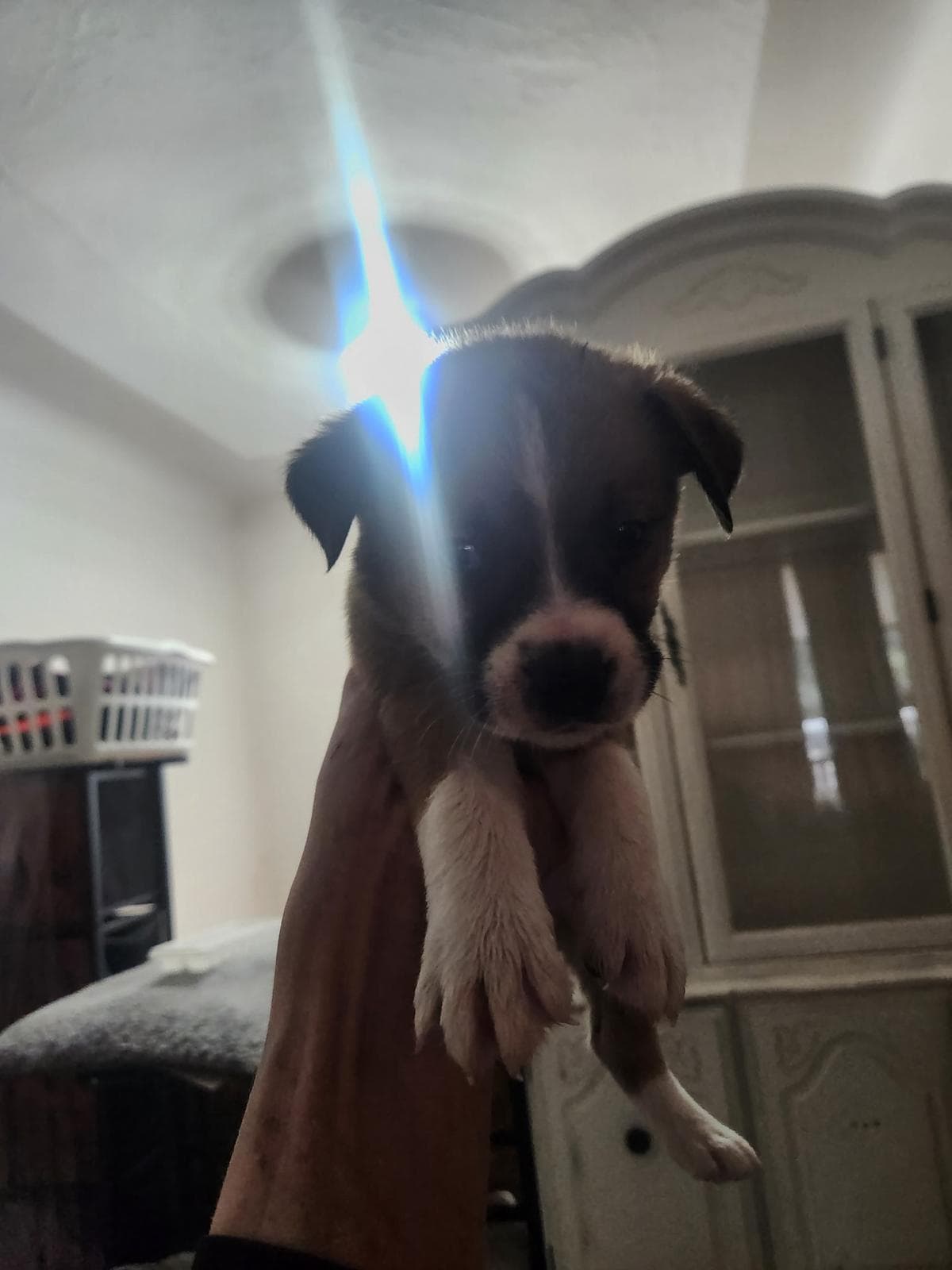 Mozart - Shepherd/Bully Mix available for adoption at BARCS Rescue in Calgary