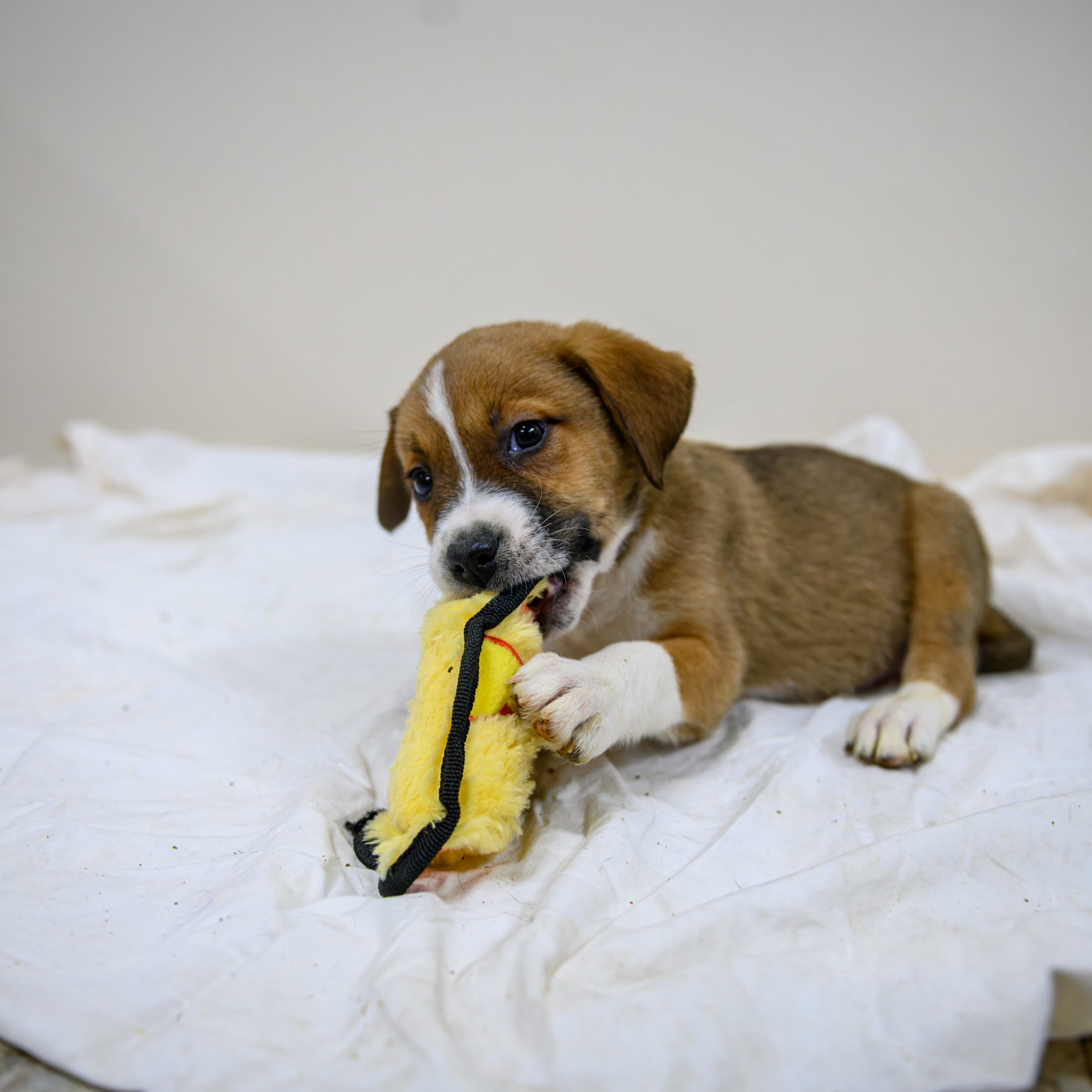 Mozart - Shepherd/Bully Mix available for adoption in Alberta