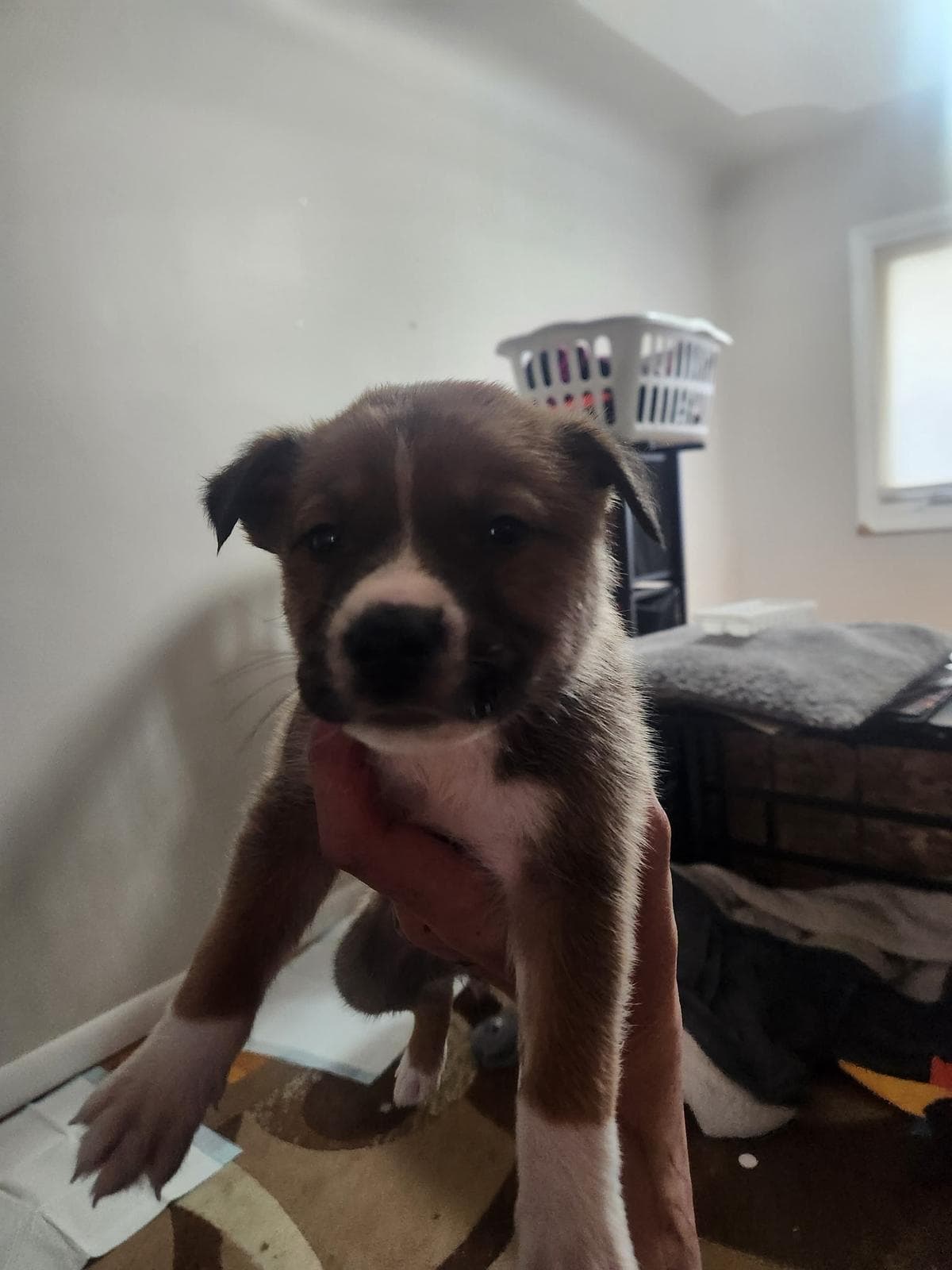 Cat - Shepherd/Bully Mix available for adoption at BARCS Rescue in Calgary