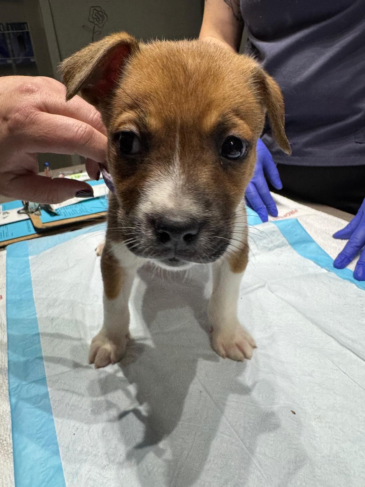 Cat - Shepherd/Bully Mix available for adoption in Calgary