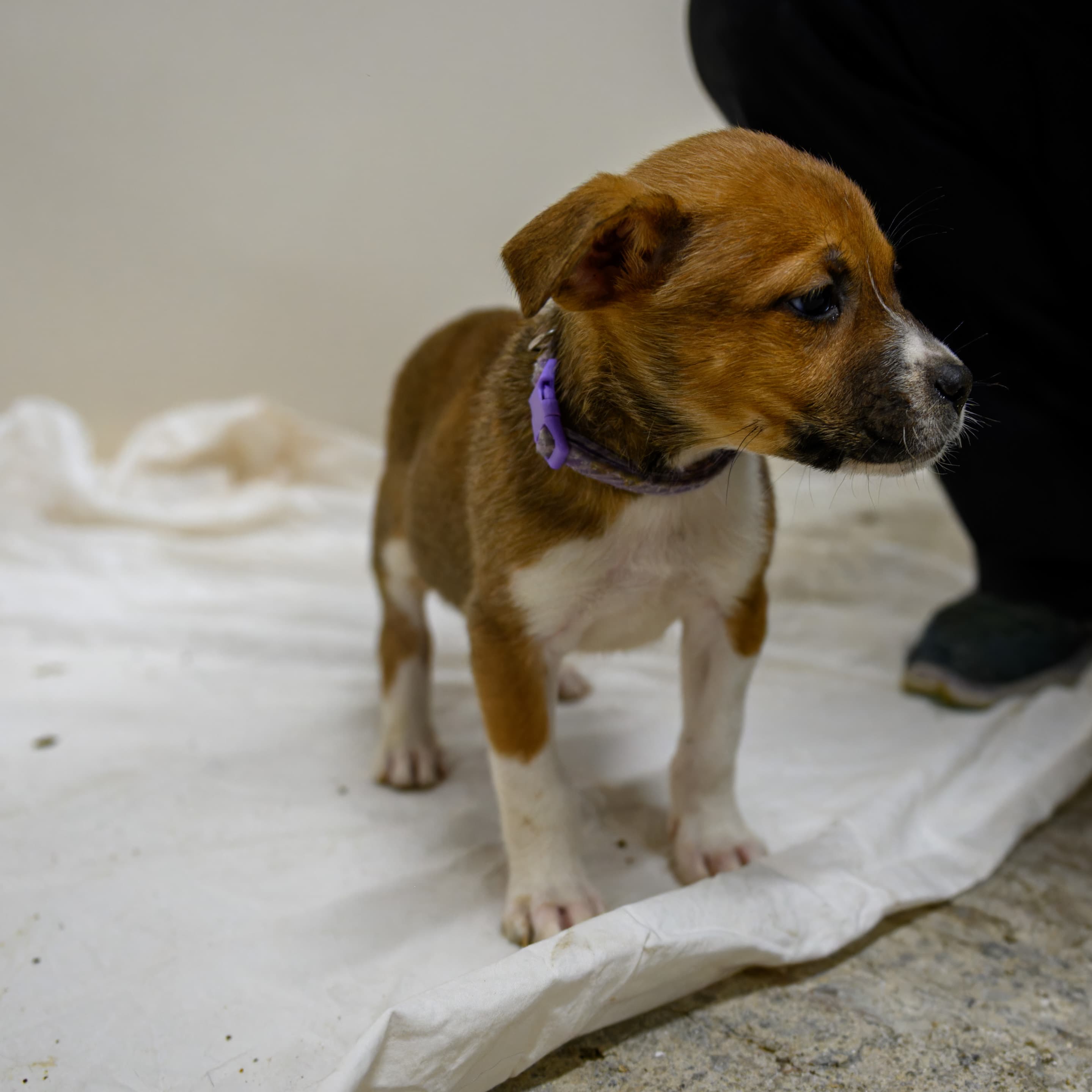 Cat - Shepherd/Bully Mix available for adoption in Alberta