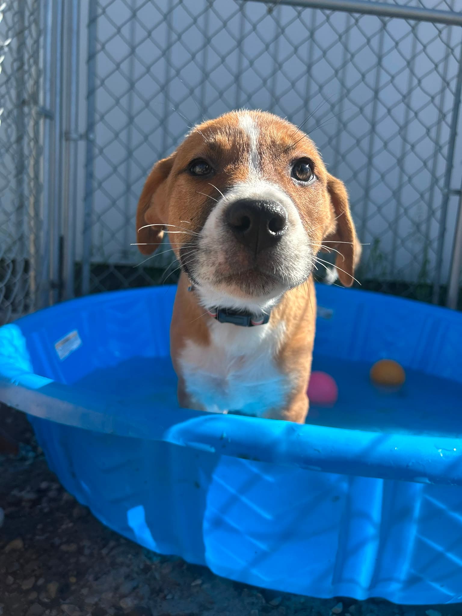 Cat - Shepherd/Bully Mix available for adoption at BARCS Rescue in Calgary