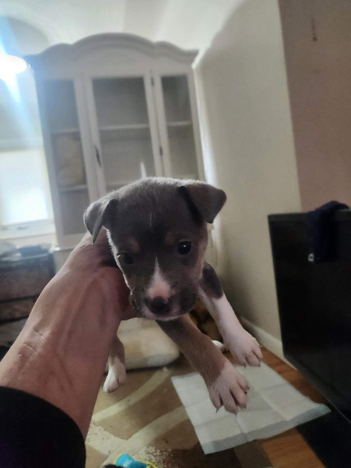 Tater Tot - Shepherd/Bully Mix available for adoption at BARCS Rescue in Calgary