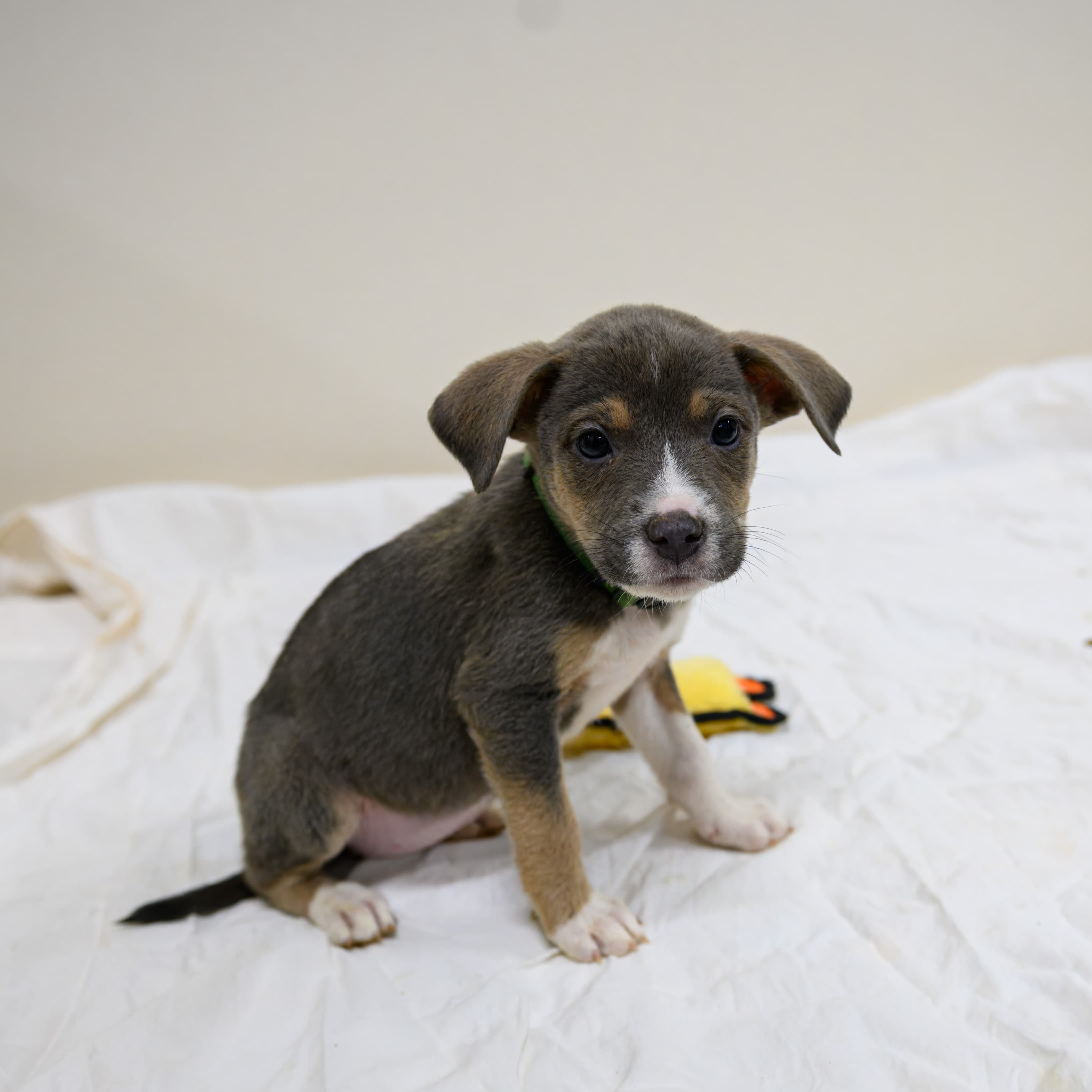 Tater Tot - Shepherd/Bully Mix available for adoption at BARCS Rescue in Calgary