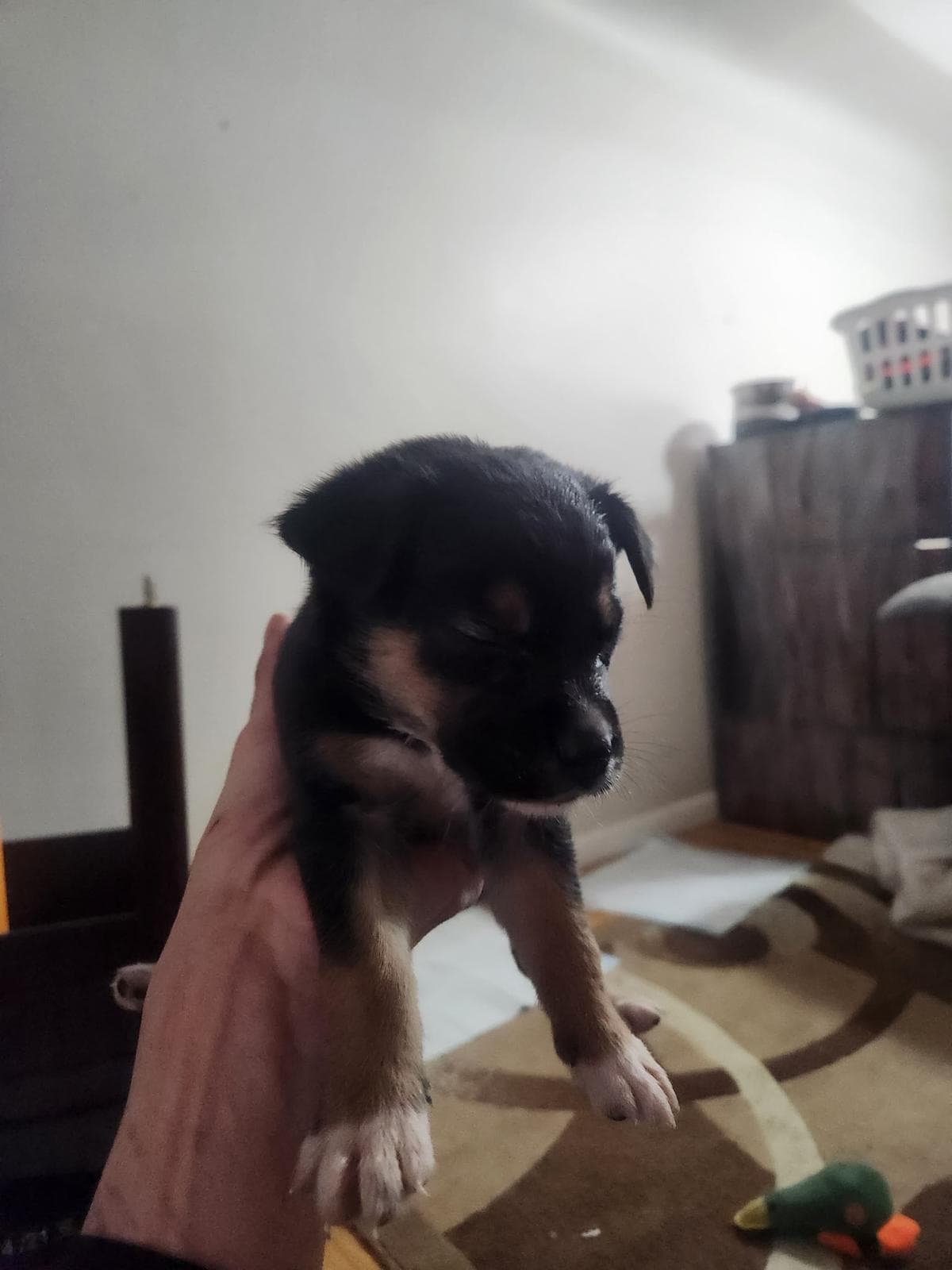 Buca - Shepherd/Bully Mix available for adoption at BARCS Rescue in Calgary