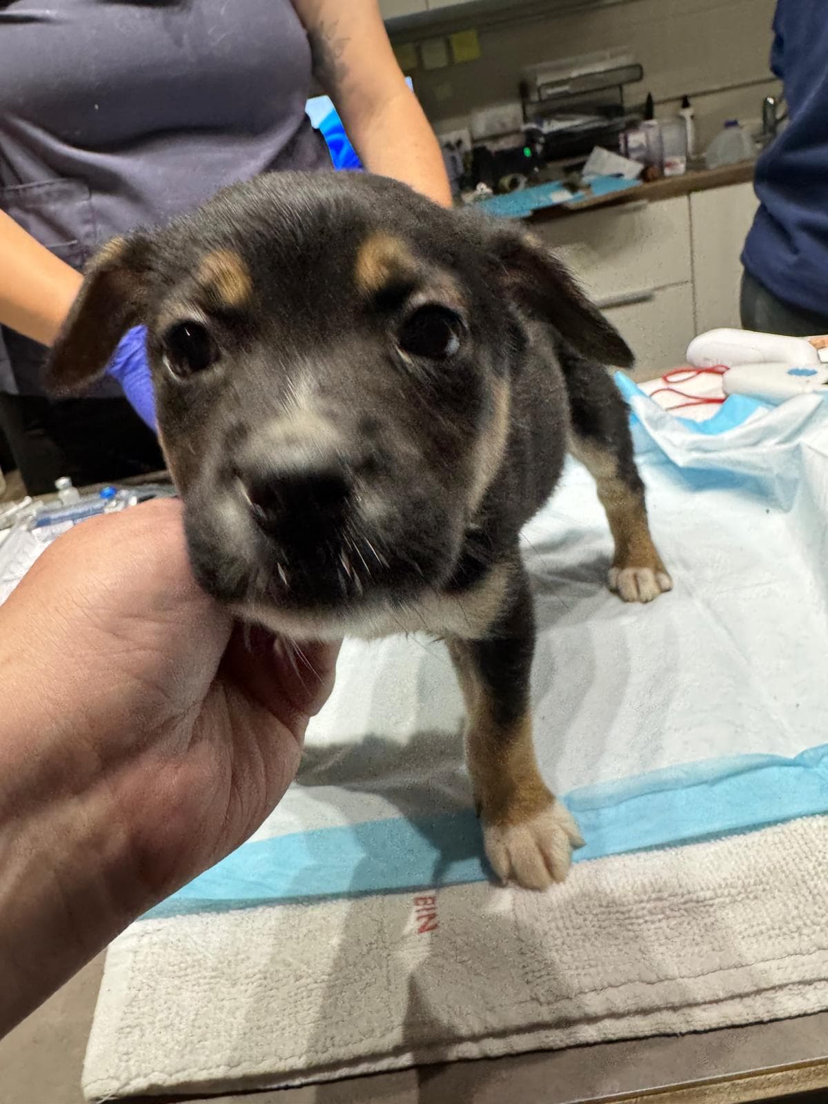 Buca - Shepherd/Bully Mix available for adoption in Calgary