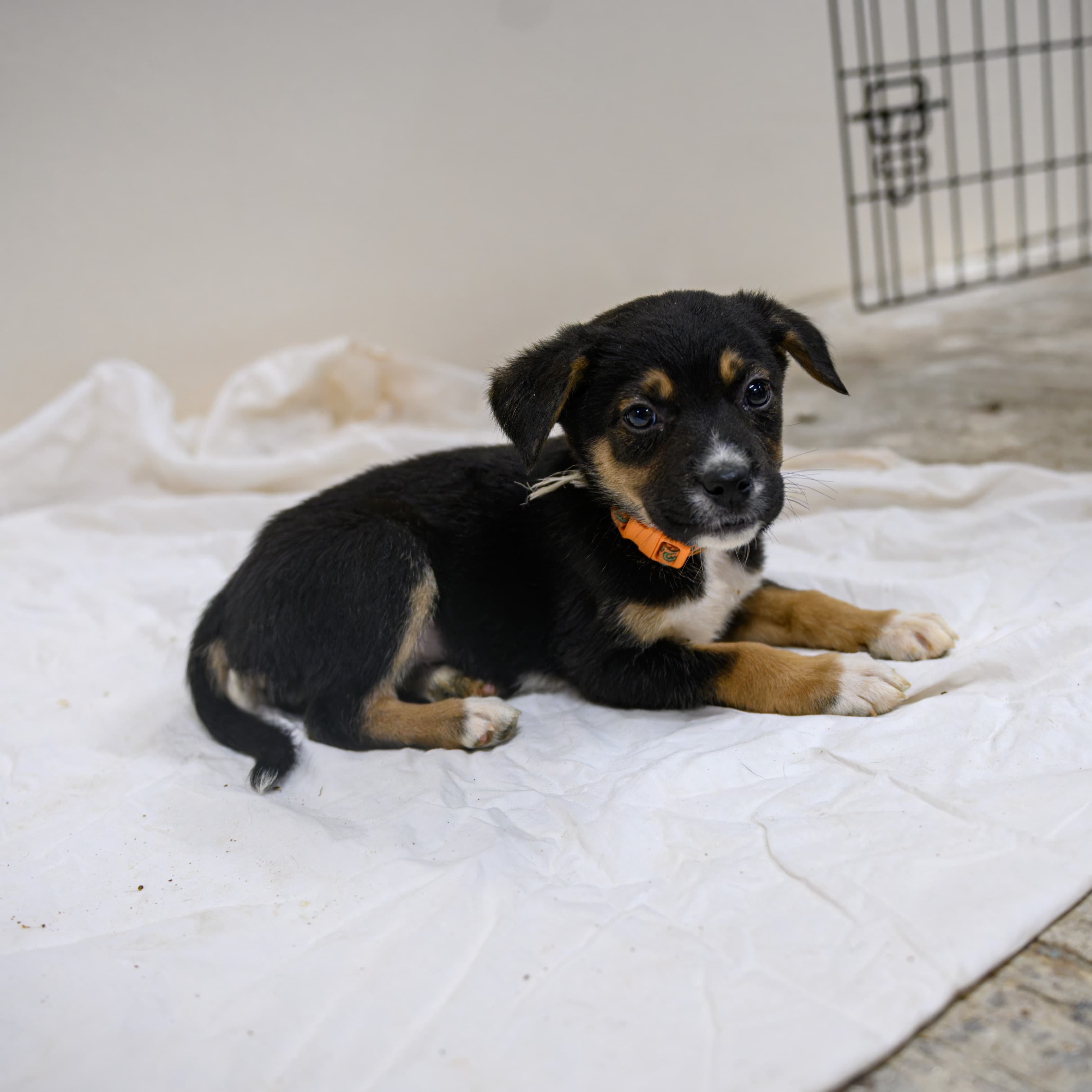 Buca - Shepherd/Bully Mix available for adoption in Alberta