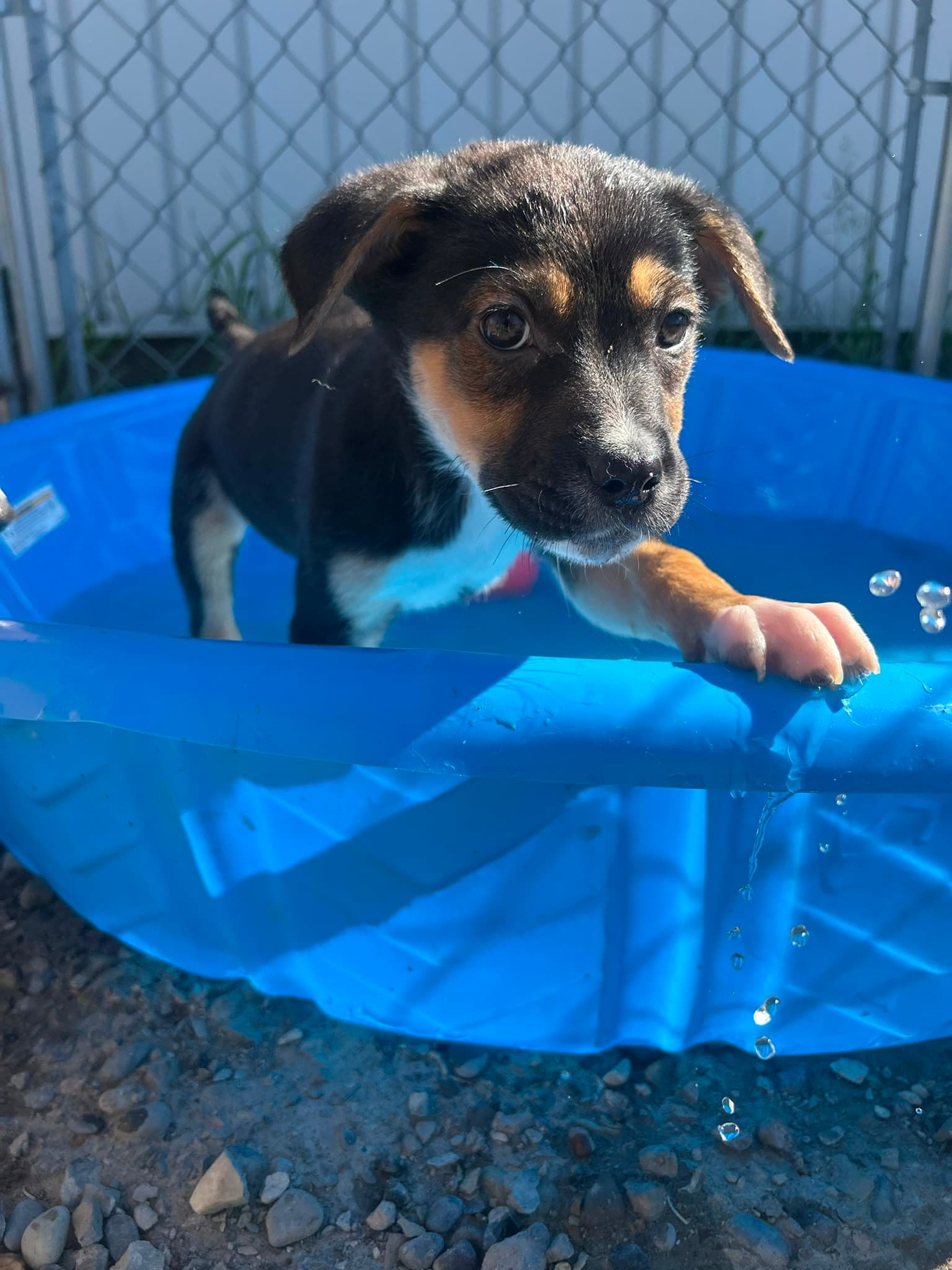Buca - Shepherd/Bully Mix available for adoption at BARCS Rescue in Calgary