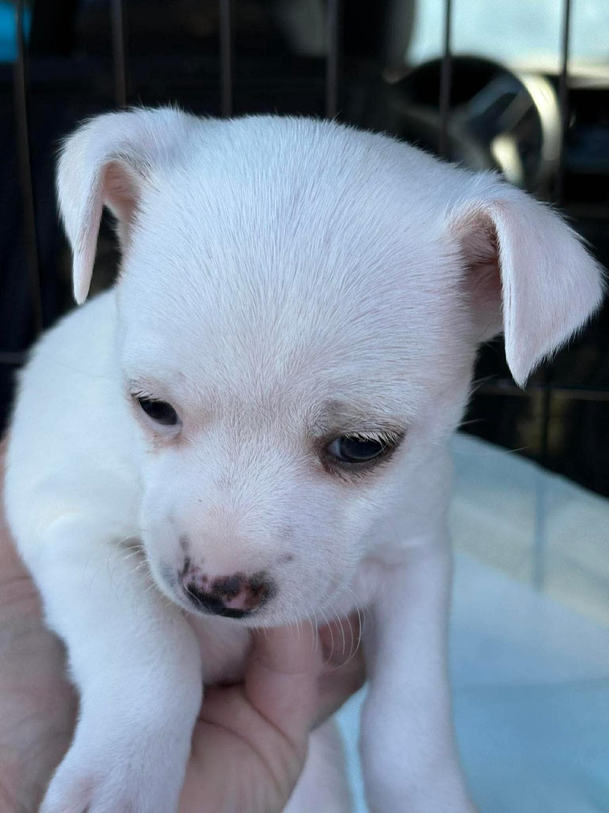 Libby - Chihuahua Mix available for adoption at BARCS Rescue in Calgary