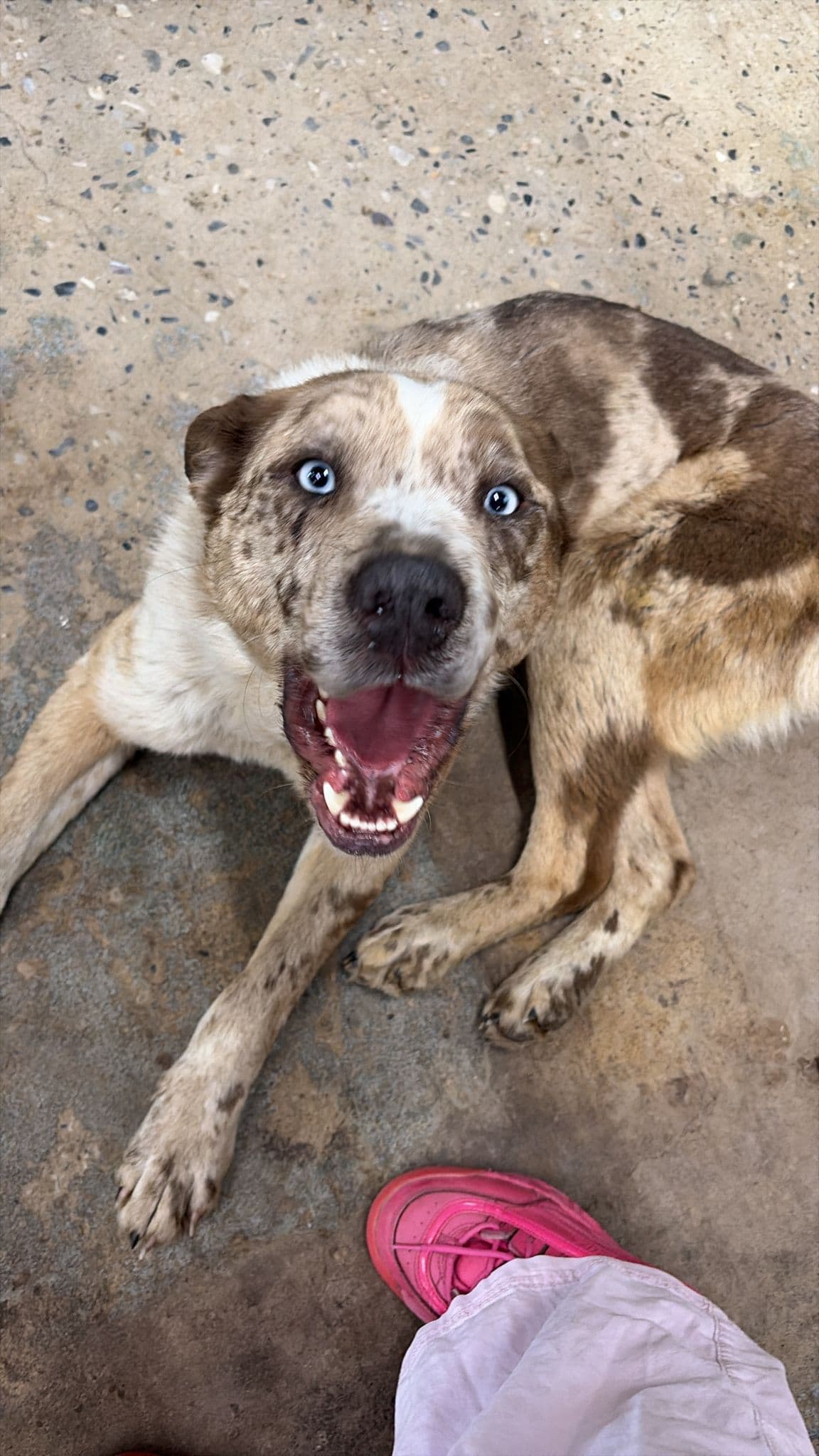 Diamonds - Husky Mix available for adoption at BARCS Rescue in Calgary
