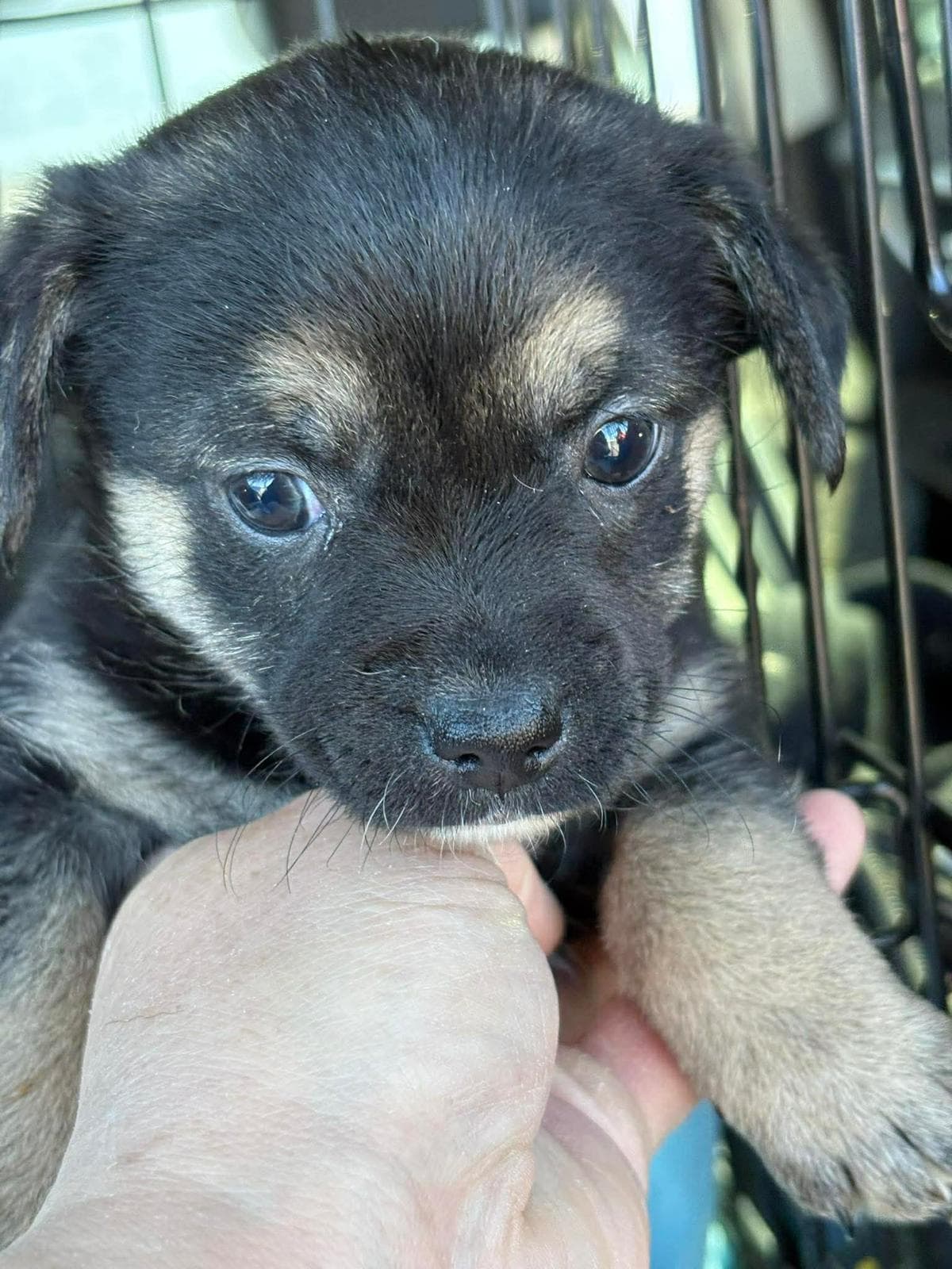 Lia - Chihuahua Mix available for adoption at BARCS Rescue in Calgary