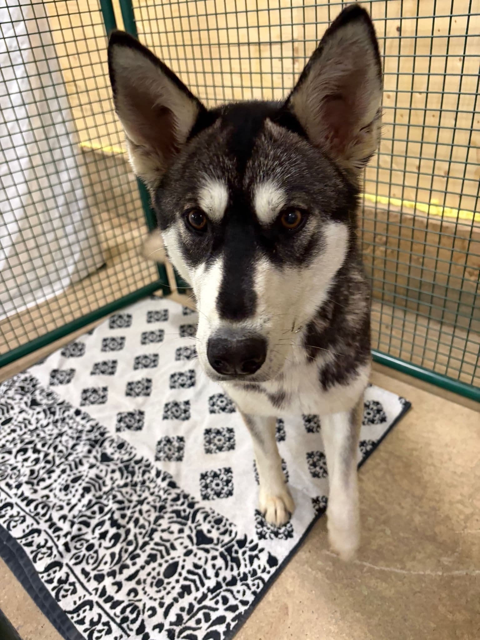 Prairie Wolf - Husky Mix available for adoption at BARCS Rescue in Calgary