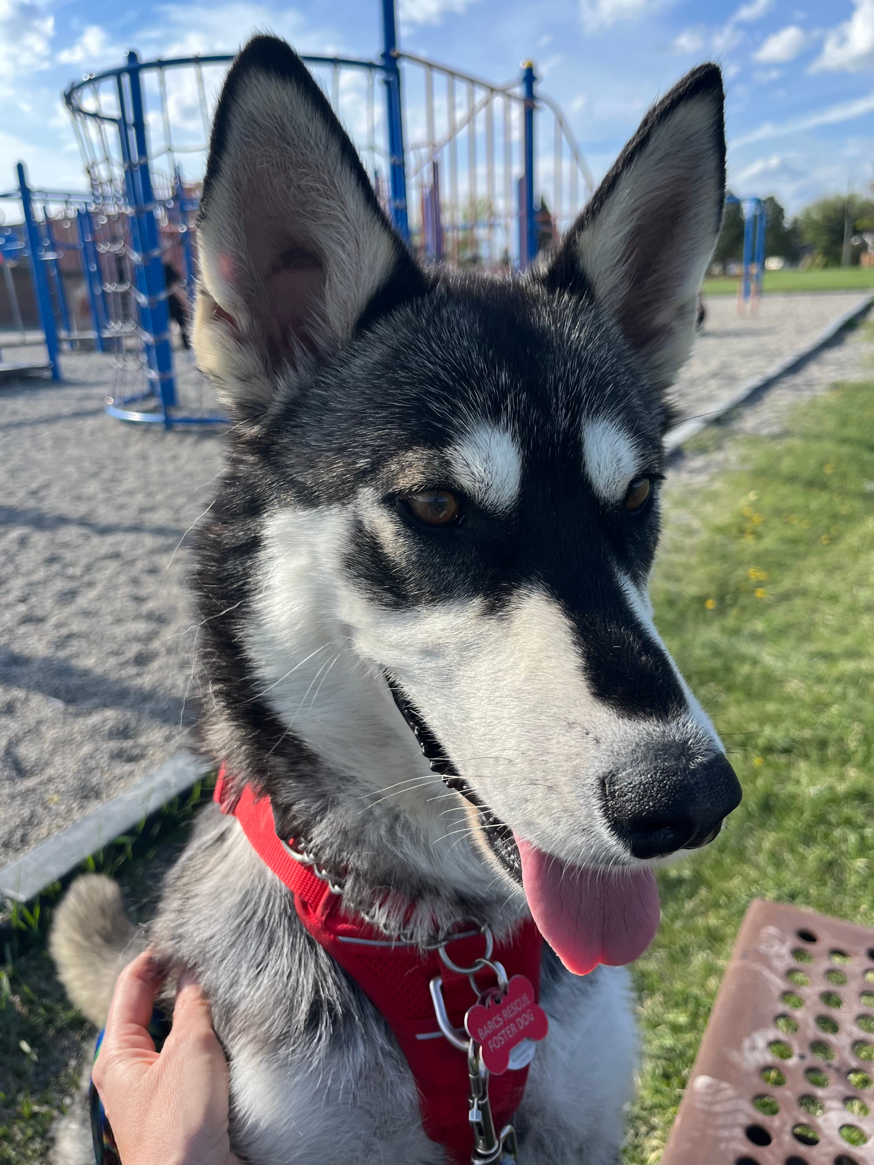 Prairie Wolf - Husky Mix available for adoption at BARCS Rescue in Calgary
