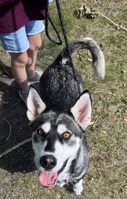 Prairie Wolf - Husky Mix available for adoption in Calgary