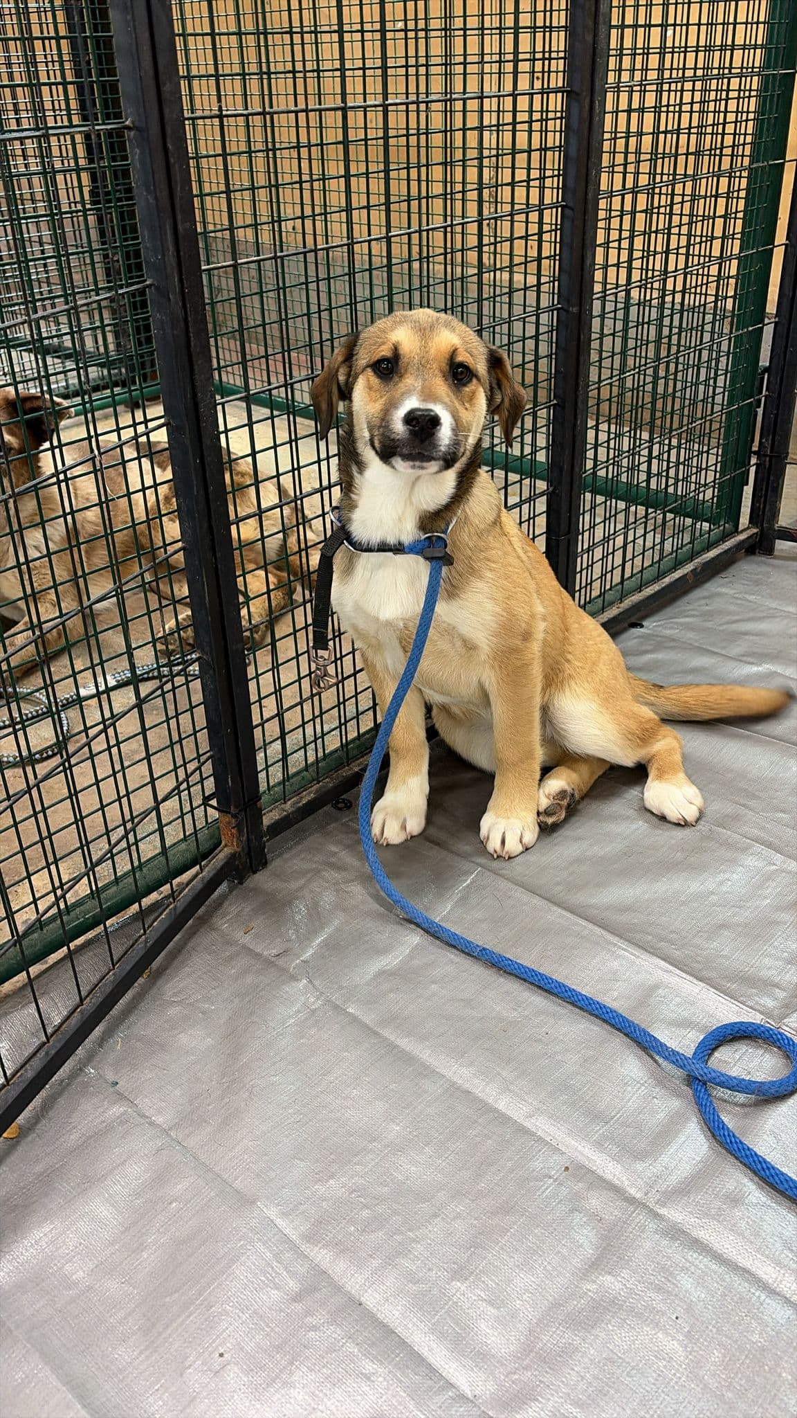 Rory - Lab/Shepherd Mix available for adoption at BARCS Rescue in Calgary