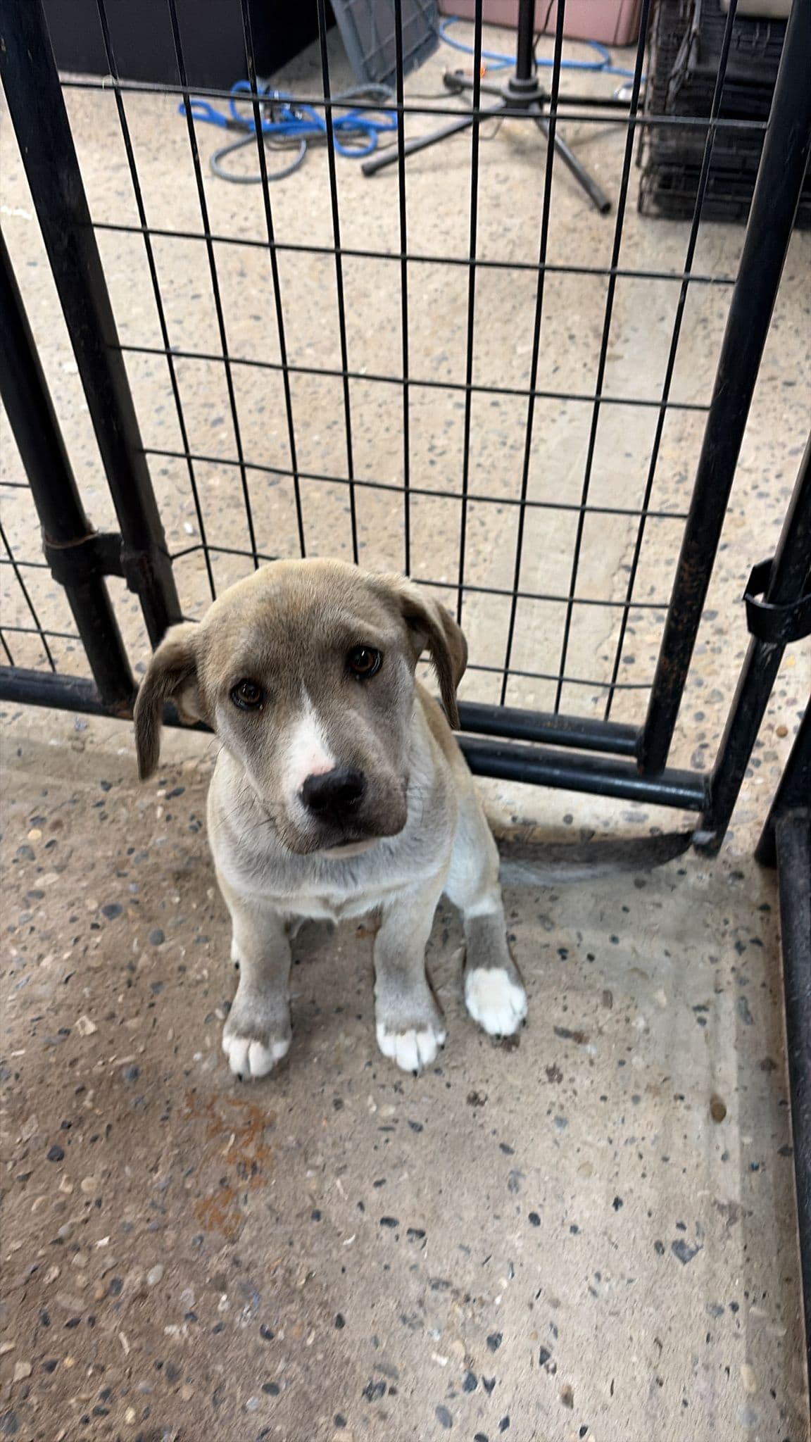 Hector - Lab/Shepherd Mix available for adoption at BARCS Rescue in Calgary