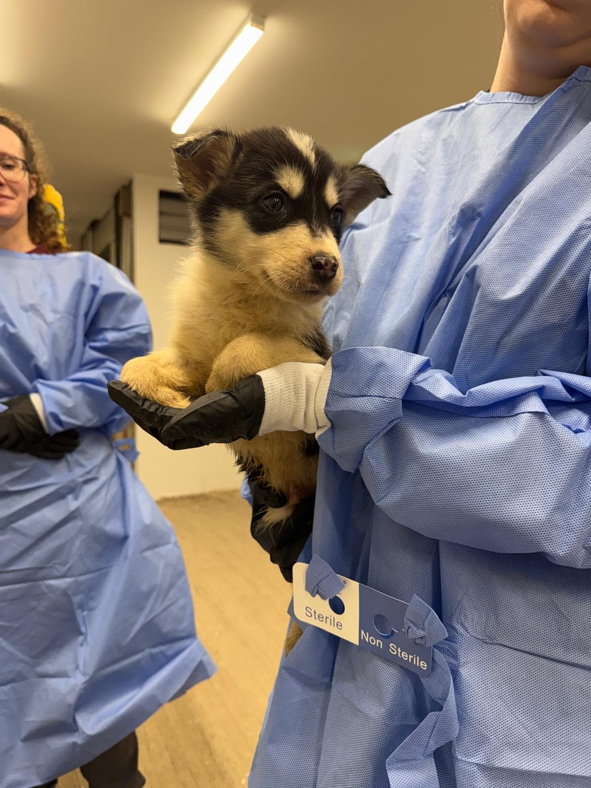 Yote - Husky Mix available for adoption at BARCS Rescue in Calgary